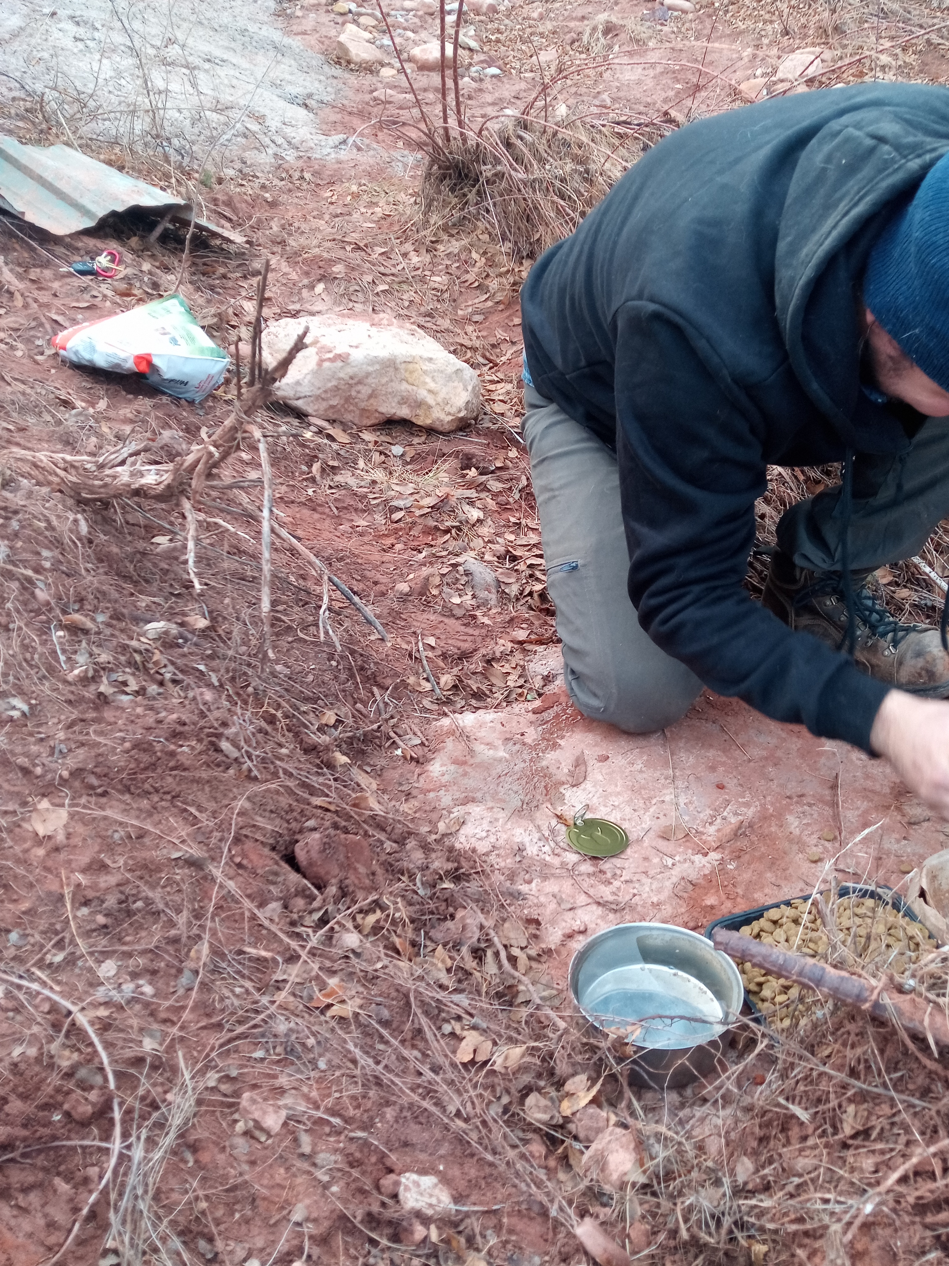 Raw animal camera upload (unprocessed). File: mot-det-20251228-161825.jpg.