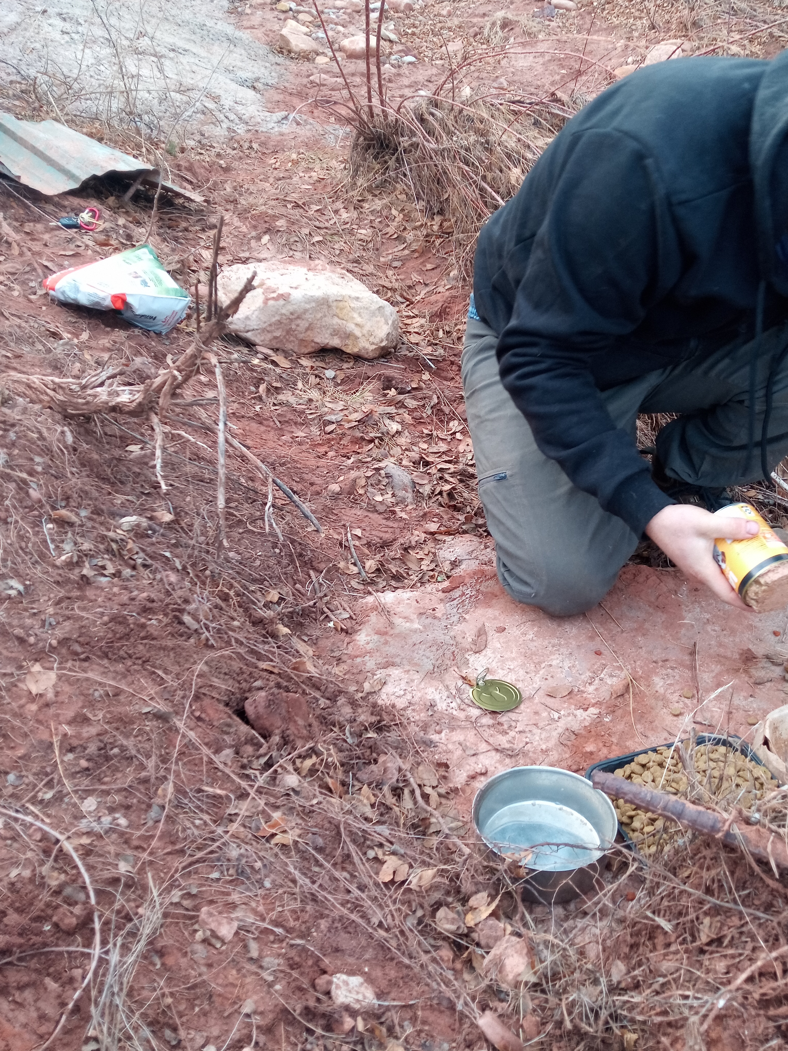 Raw animal camera upload (unprocessed). File: mot-det-20251228-161837.jpg.