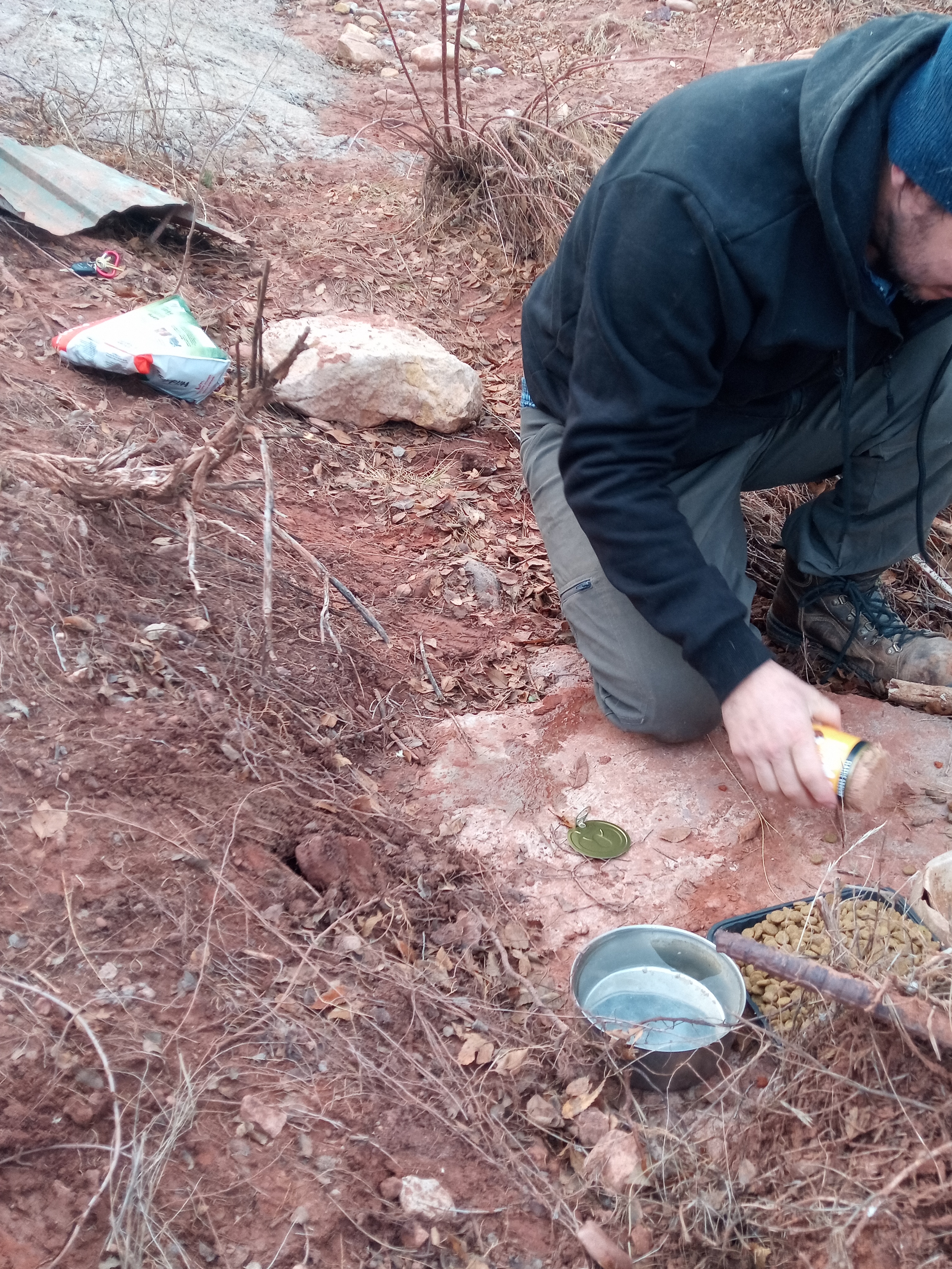 Raw animal camera upload (unprocessed). File: mot-det-20251228-161841.jpg.