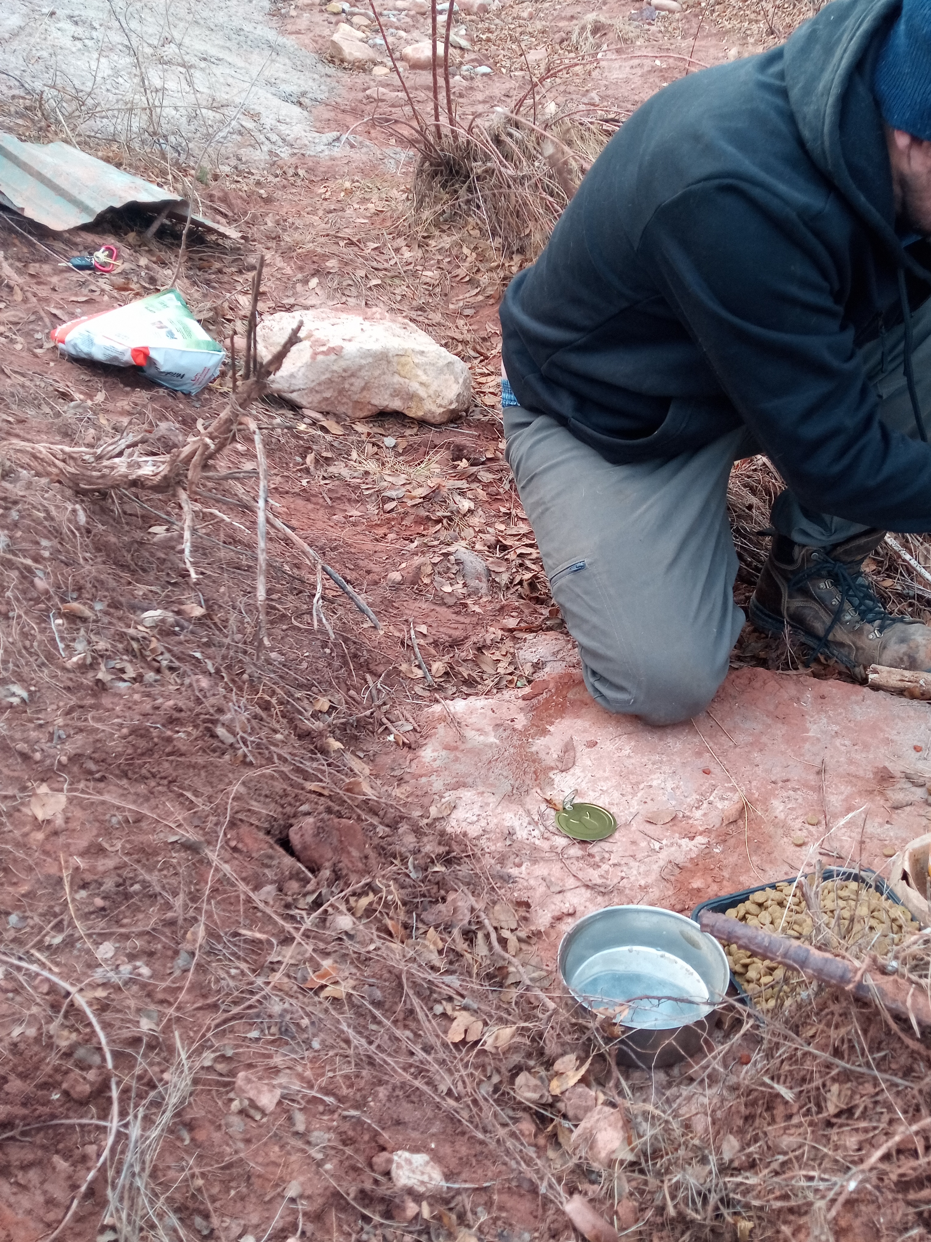 Raw animal camera upload (unprocessed). File: mot-det-20251228-161844.jpg.