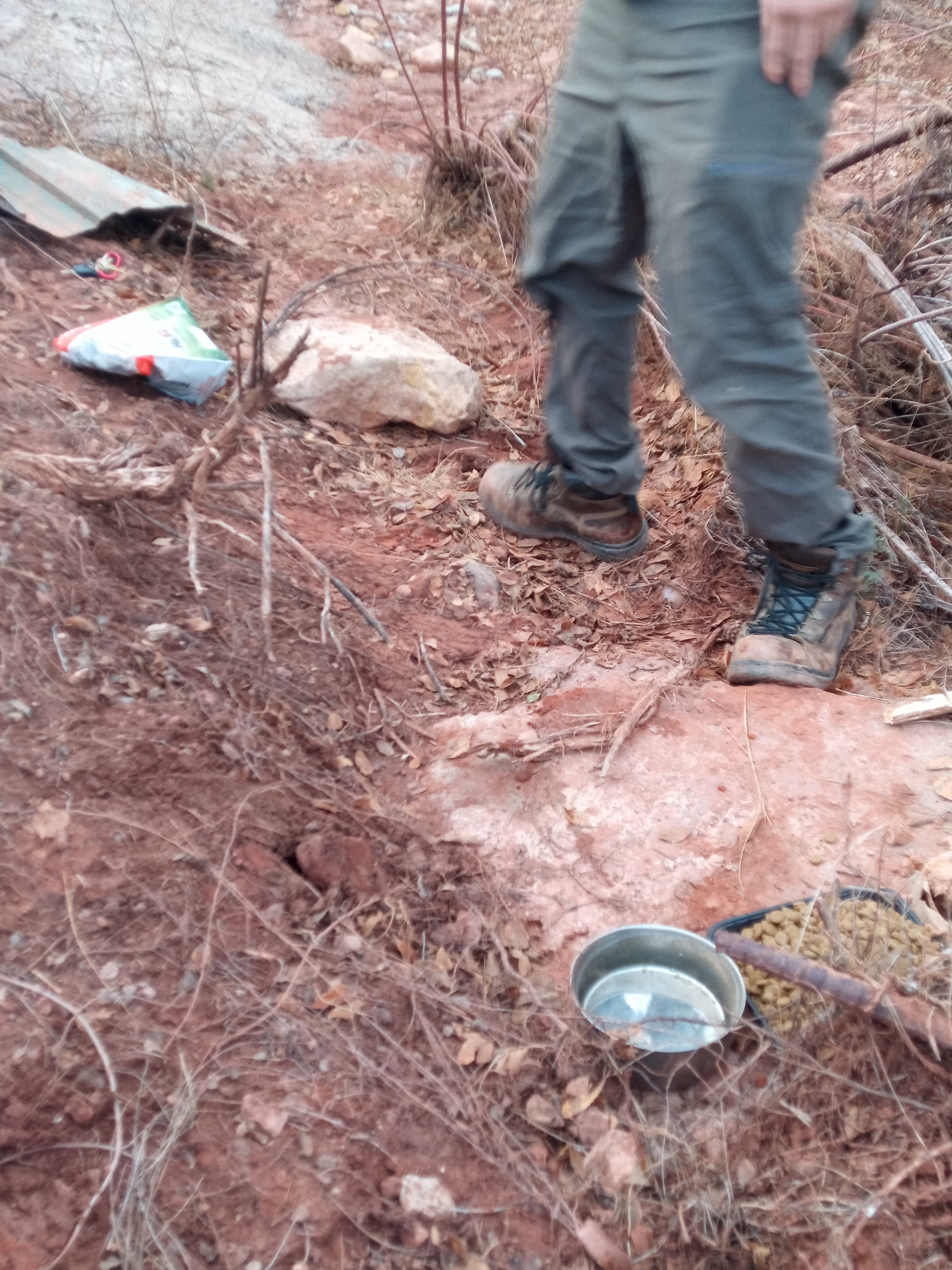 Raw animal camera upload (unprocessed). File: mot-det-20251228-161930.jpg.