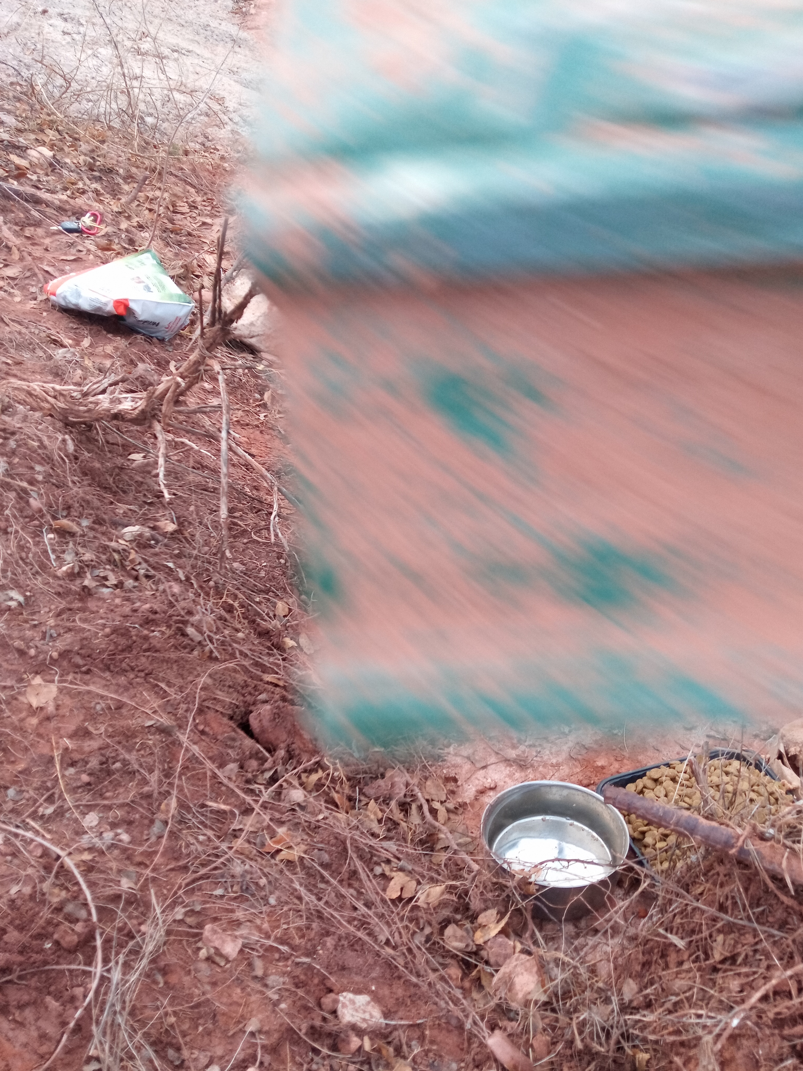 Raw animal camera upload (unprocessed). File: mot-det-20251228-161941.jpg.