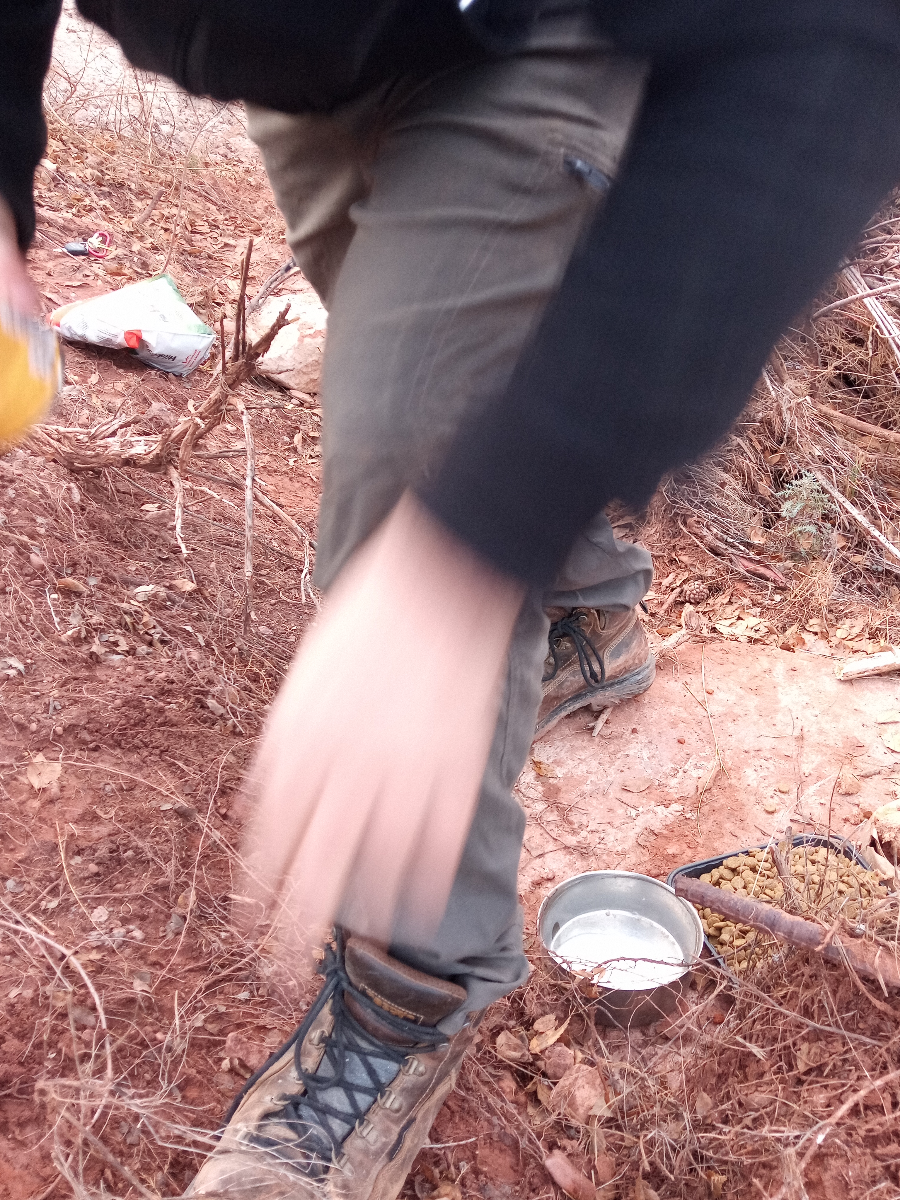 Raw animal camera upload (unprocessed). File: mot-det-20251228-161957.jpg.