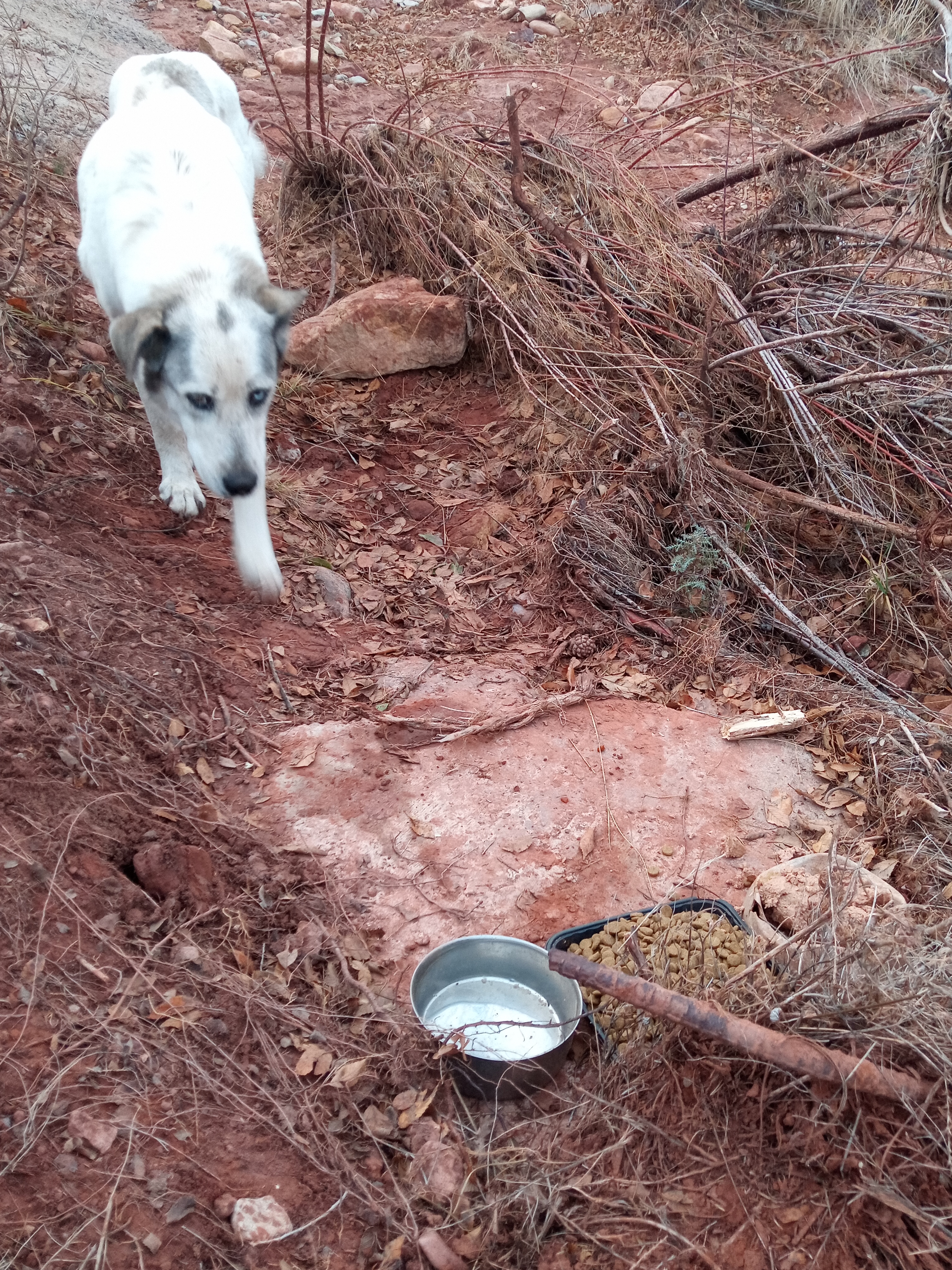 Raw animal camera upload (unprocessed). File: mot-det-20251228-163442.jpg.