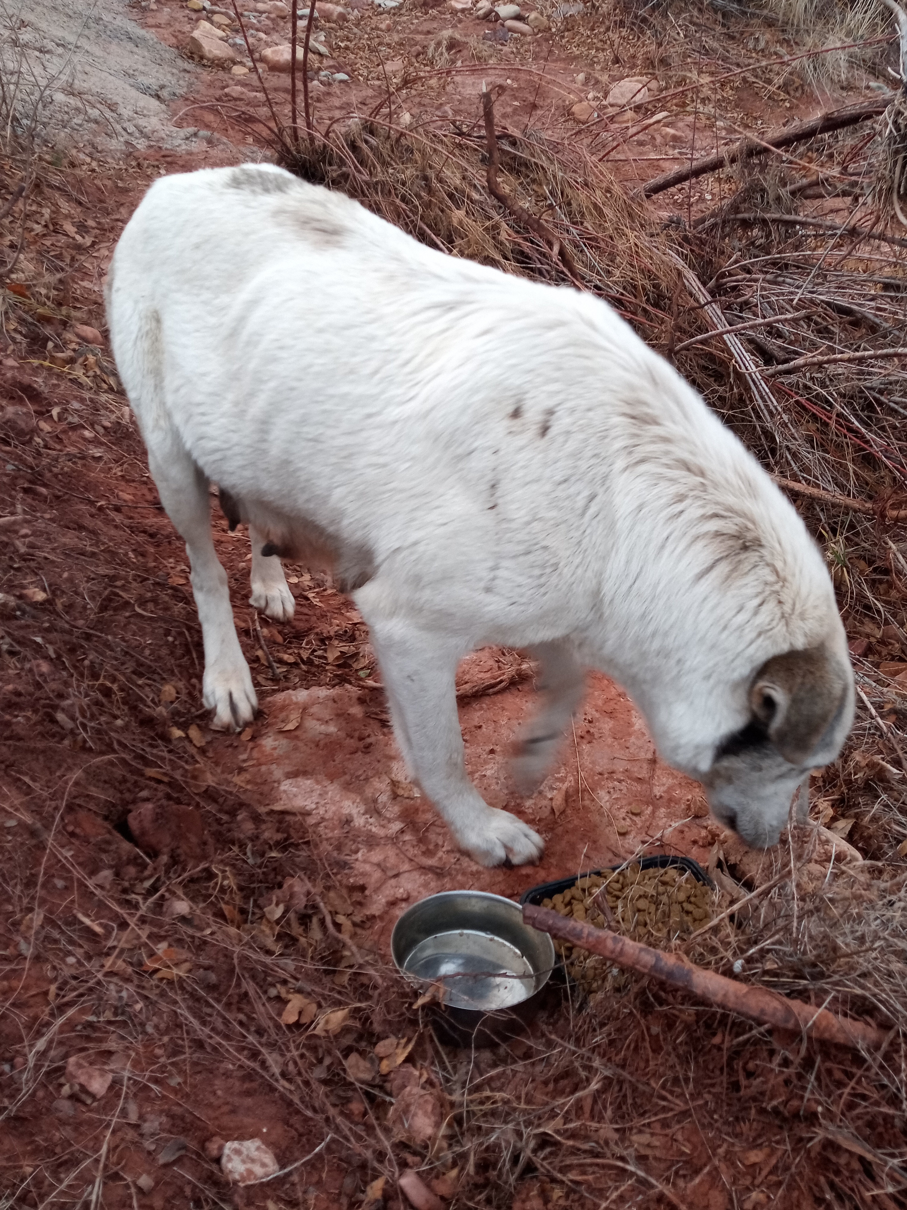 Raw animal camera upload (unprocessed). File: mot-det-20251228-163445.jpg.