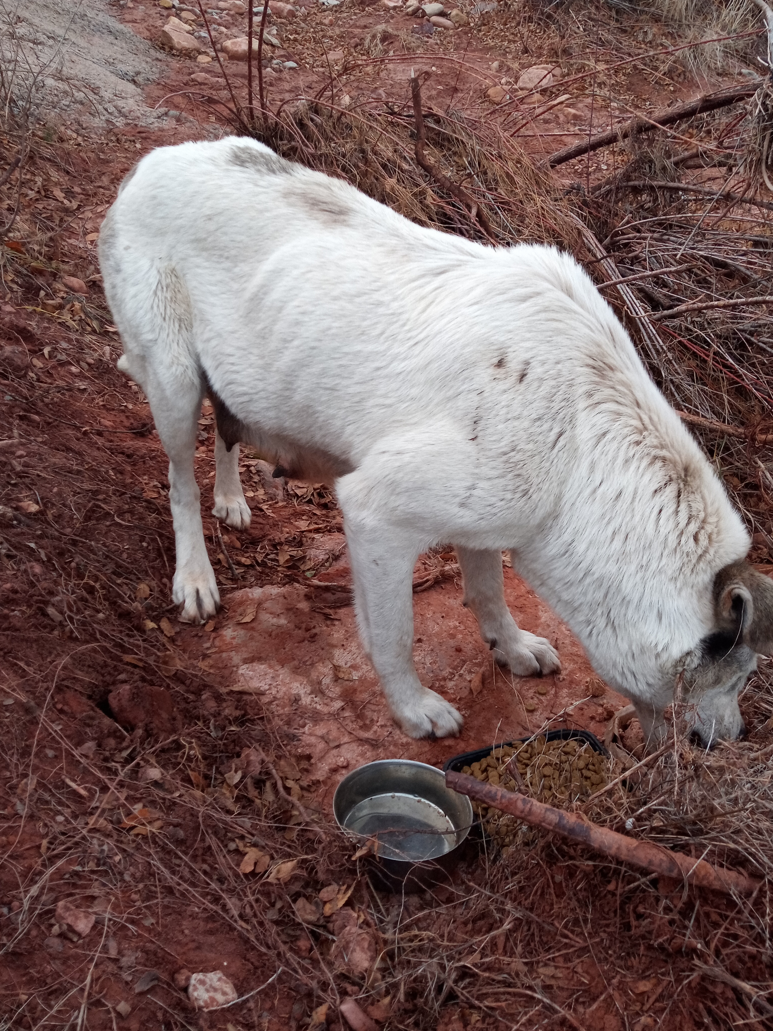 Raw animal camera upload (unprocessed). File: mot-det-20251228-163500.jpg.