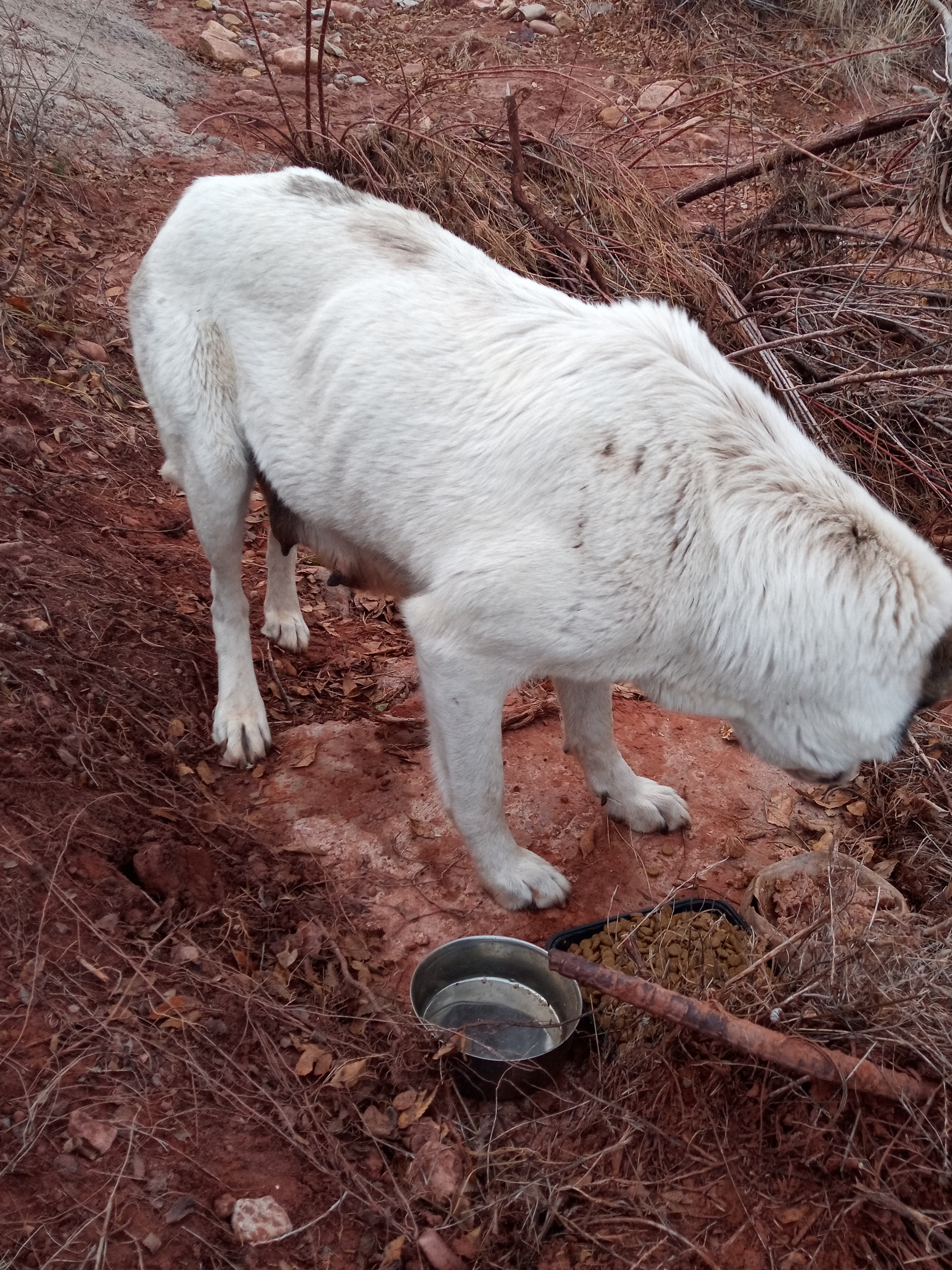 Raw animal camera upload (unprocessed). File: mot-det-20251228-163505.jpg.