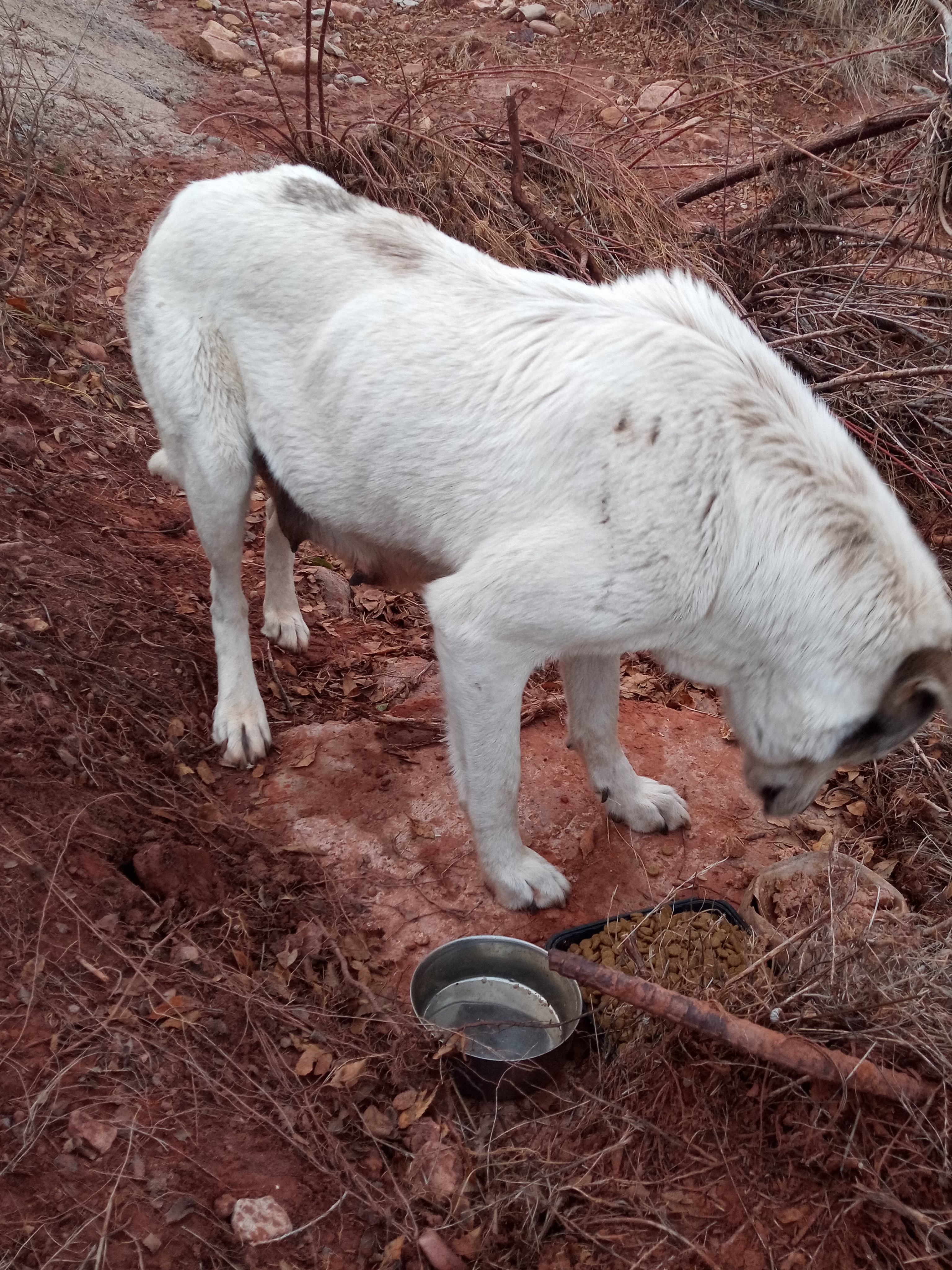 Raw animal camera upload (unprocessed). File: mot-det-20251228-163508.jpg.