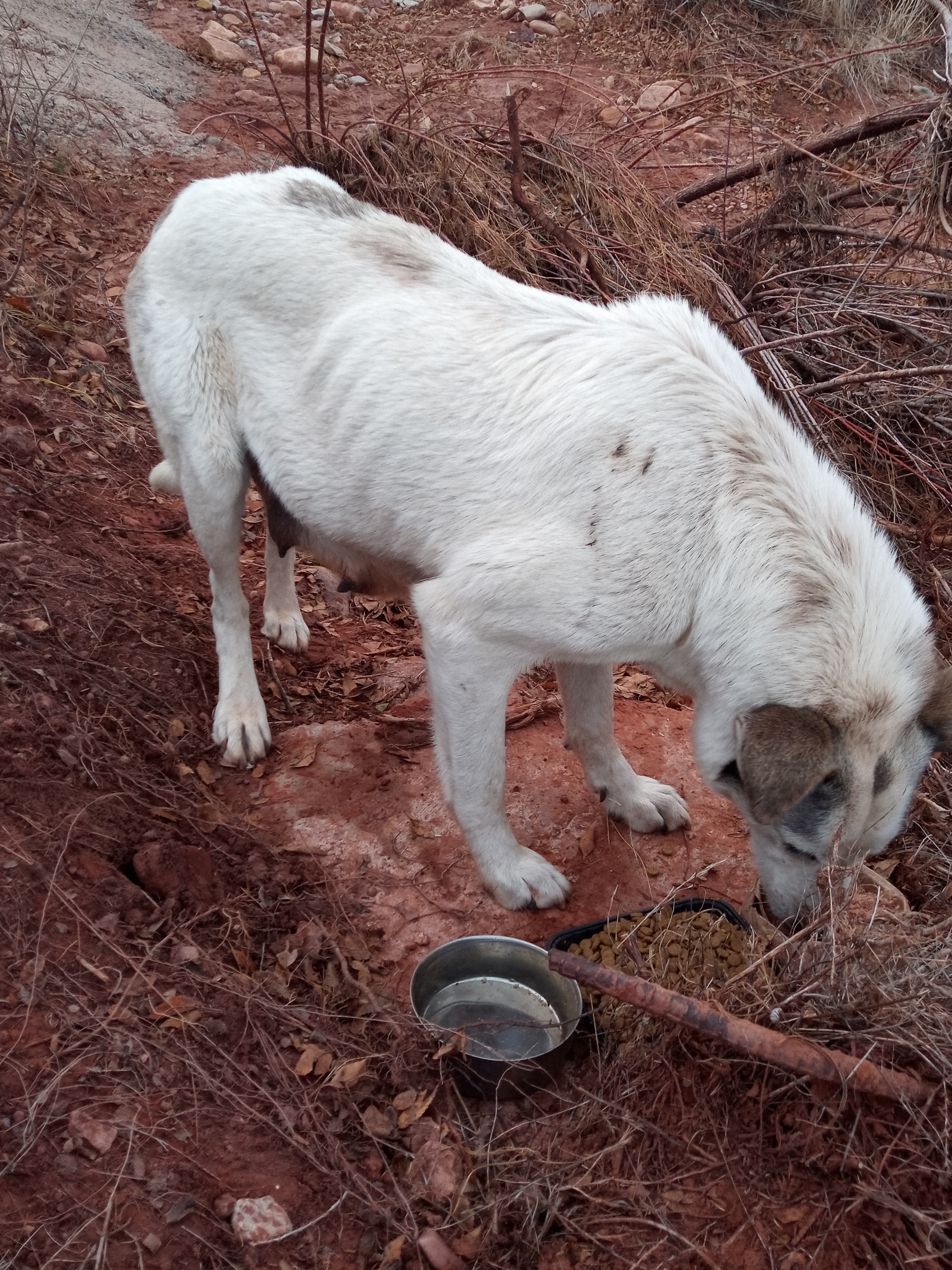 Raw animal camera upload (unprocessed). File: mot-det-20251228-163524.jpg.