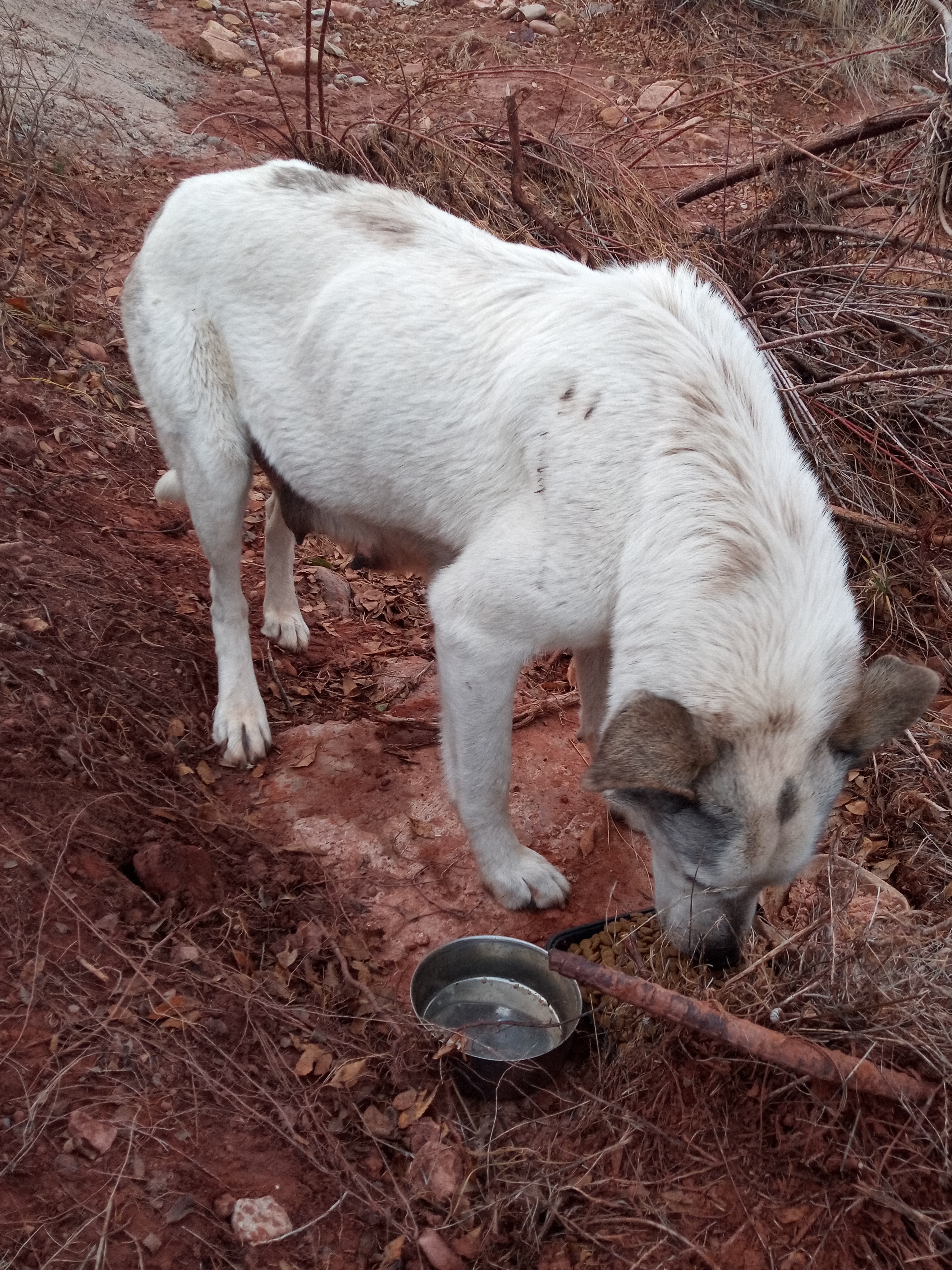 Raw animal camera upload (unprocessed). File: mot-det-20251228-163530.jpg.