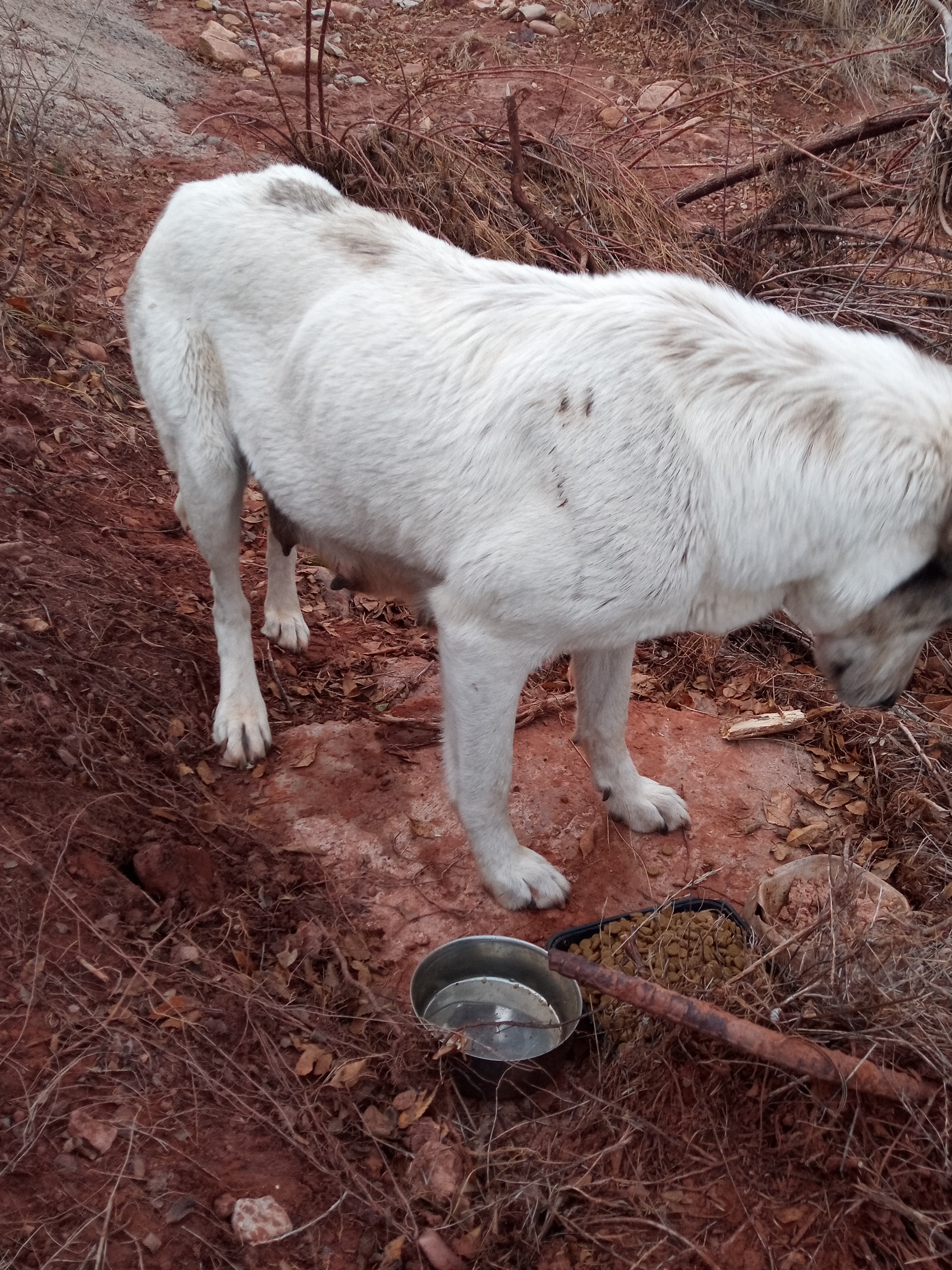 Raw animal camera upload (unprocessed). File: mot-det-20251228-163541.jpg.