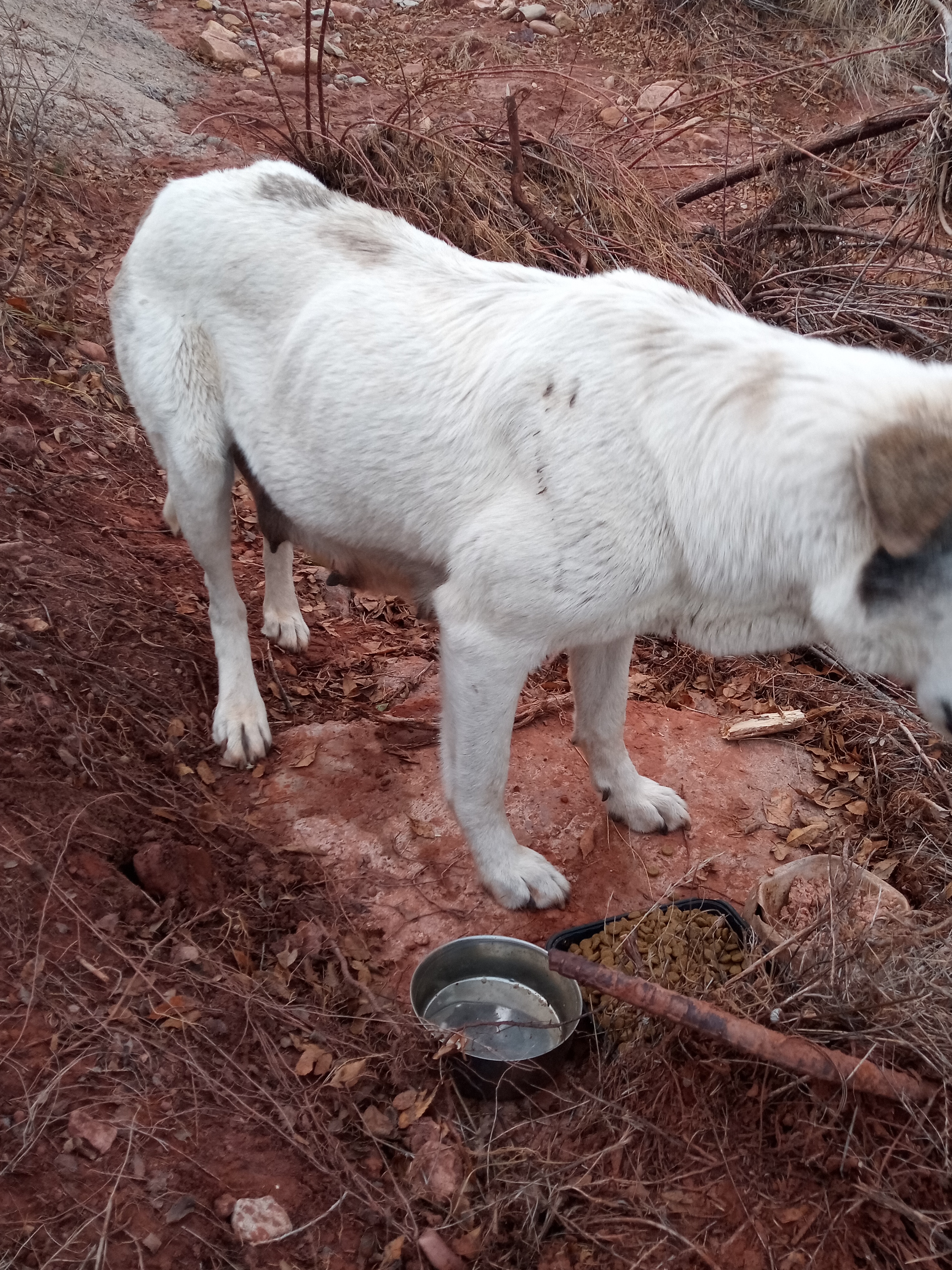 Raw animal camera upload (unprocessed). File: mot-det-20251228-163556.jpg.