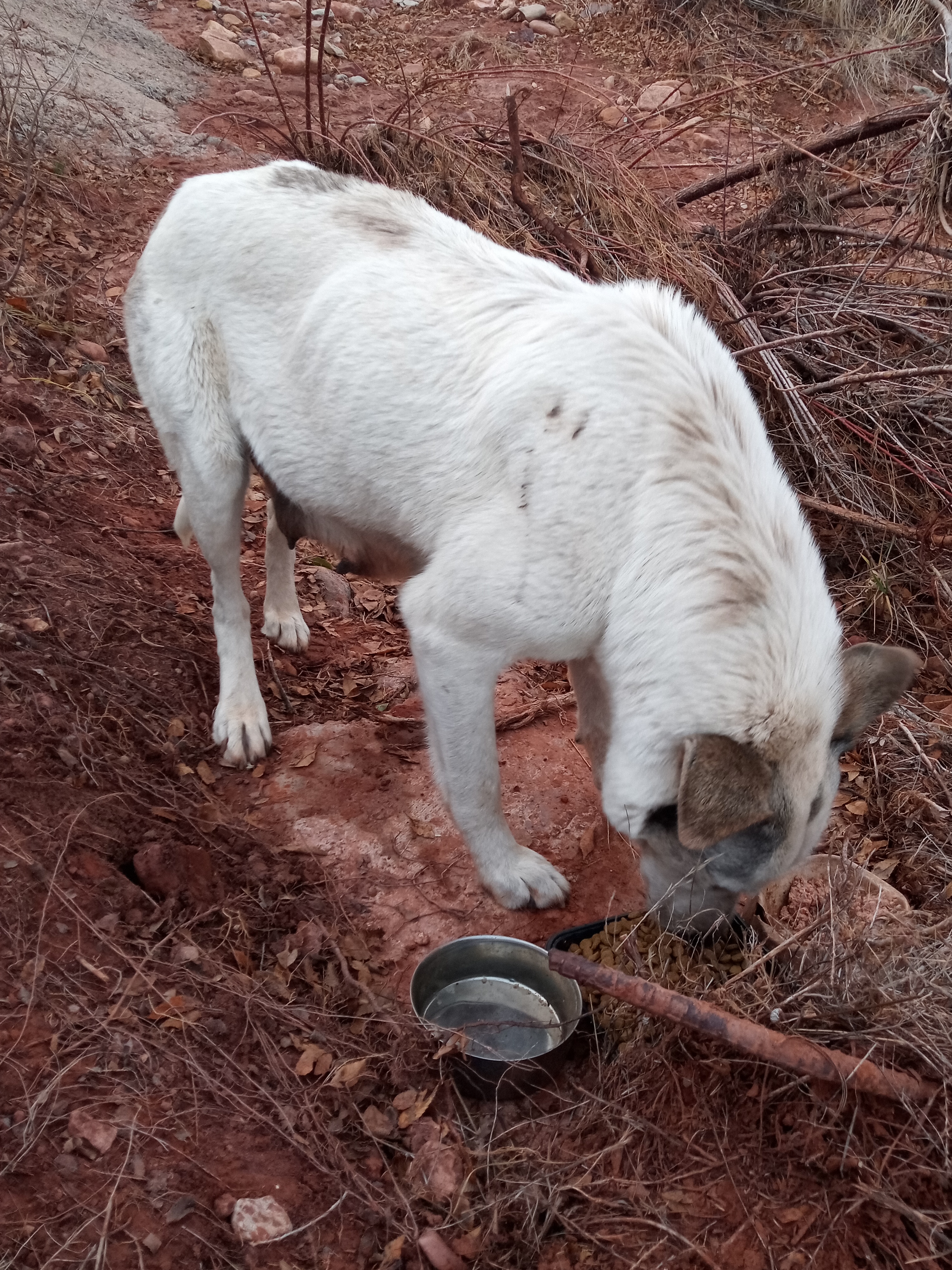 Raw animal camera upload (unprocessed). File: mot-det-20251228-163602.jpg.