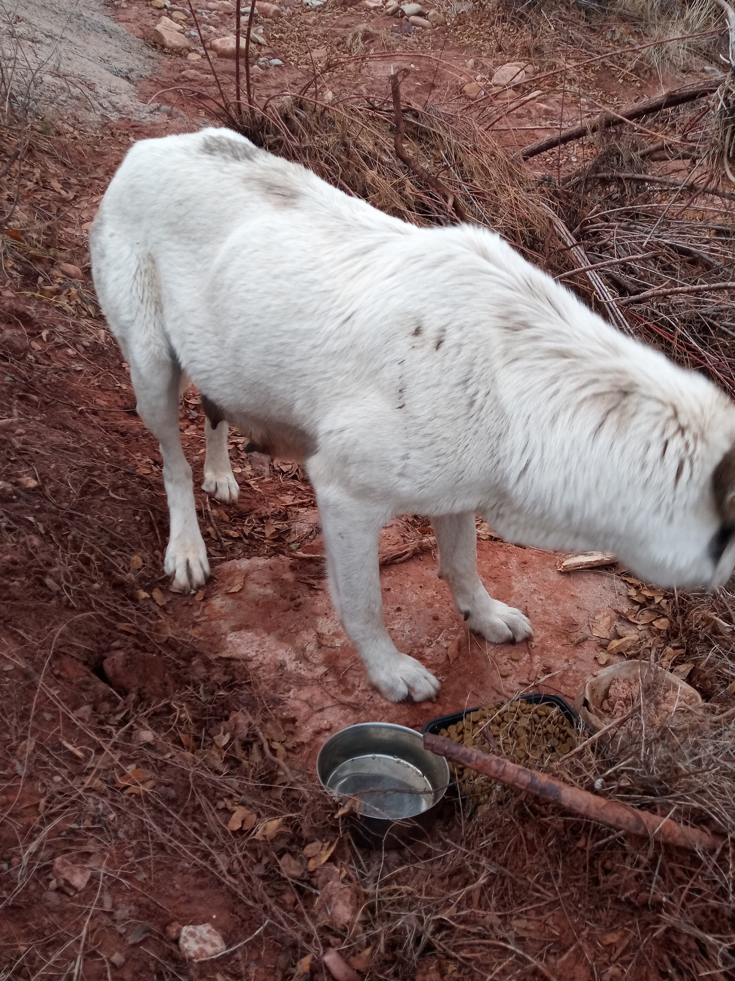 Raw animal camera upload (unprocessed). File: mot-det-20251228-163608.jpg.