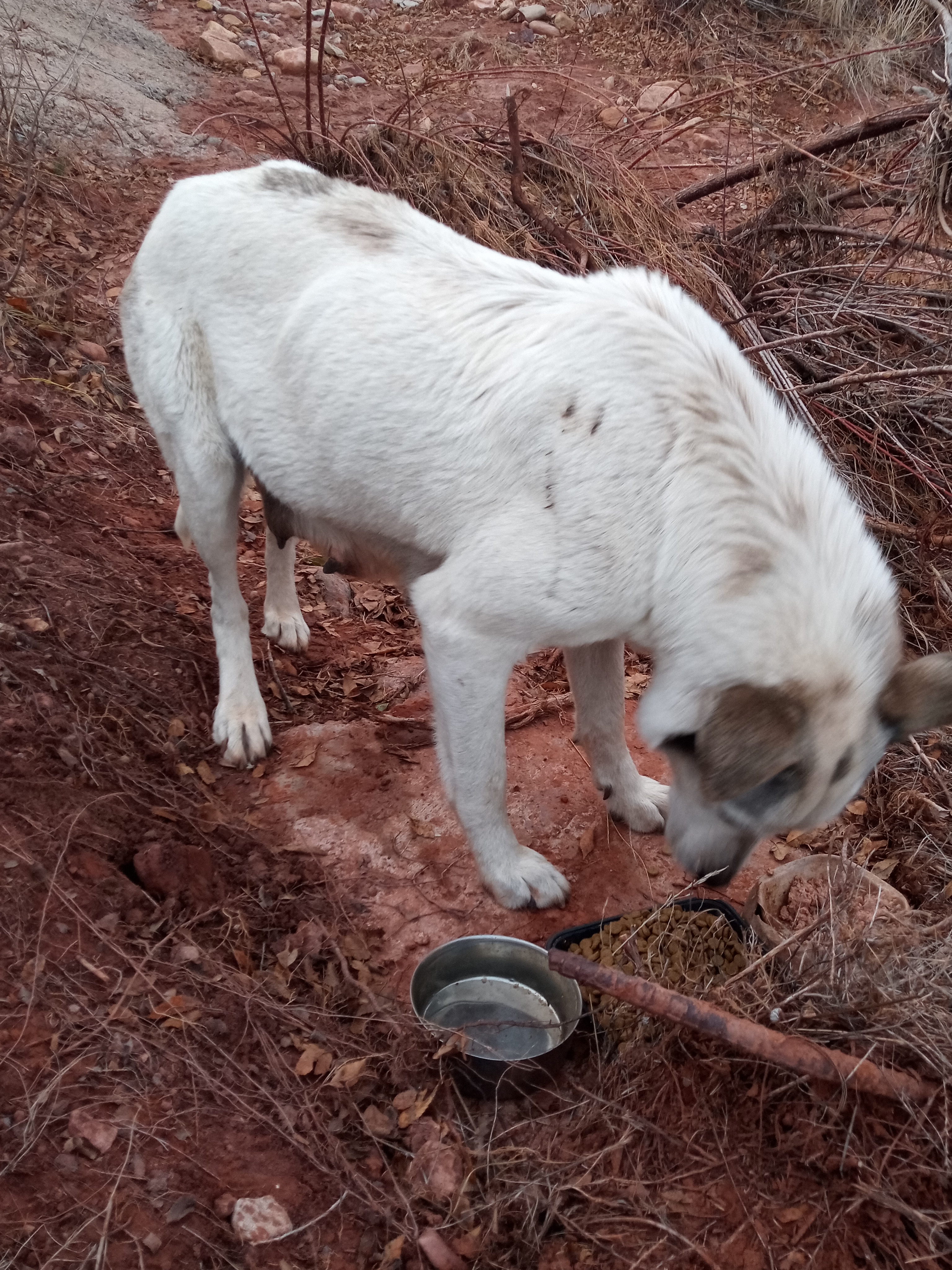 Raw animal camera upload (unprocessed). File: mot-det-20251228-163615.jpg.