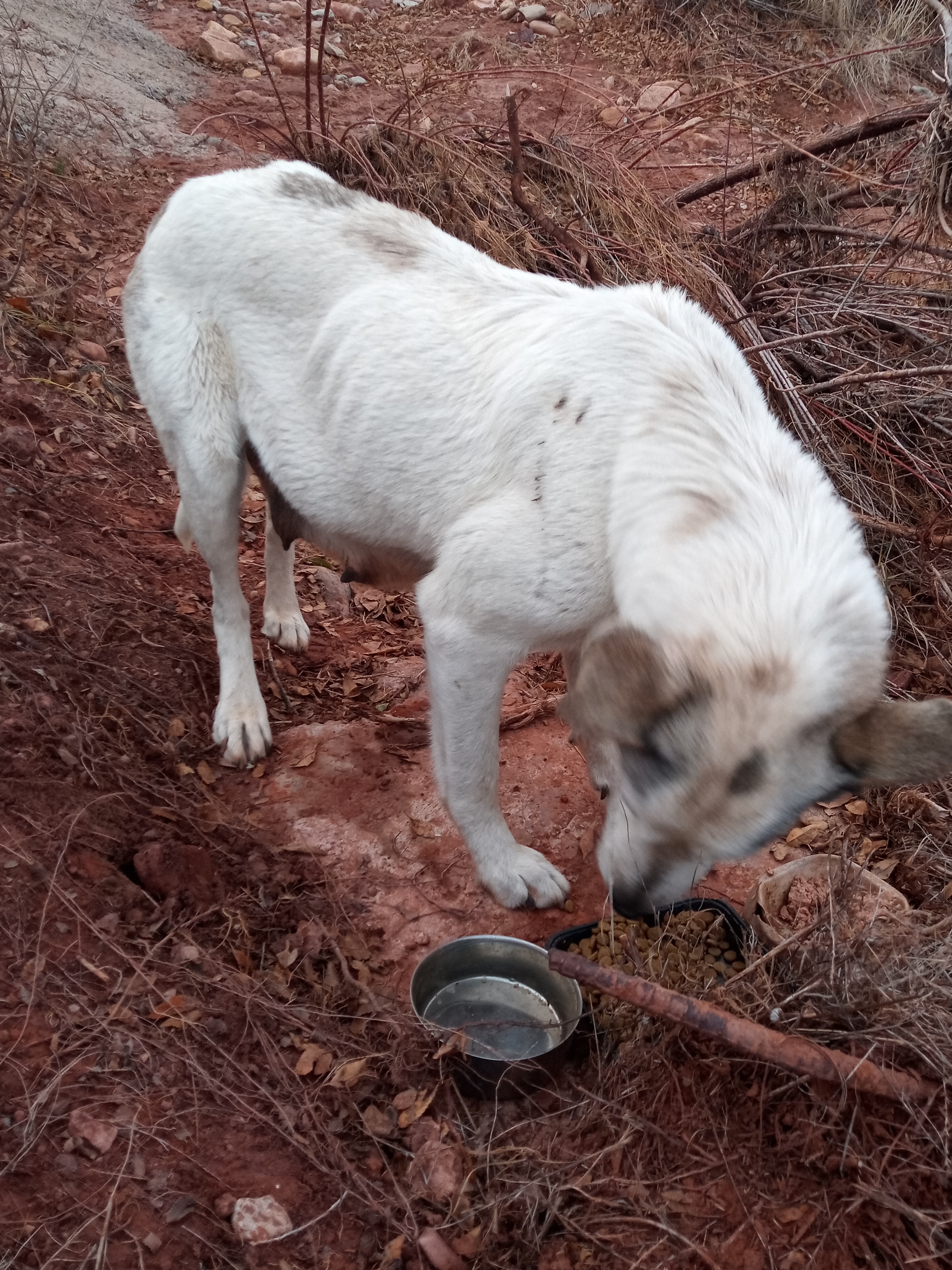 Raw animal camera upload (unprocessed). File: mot-det-20251228-163627.jpg.