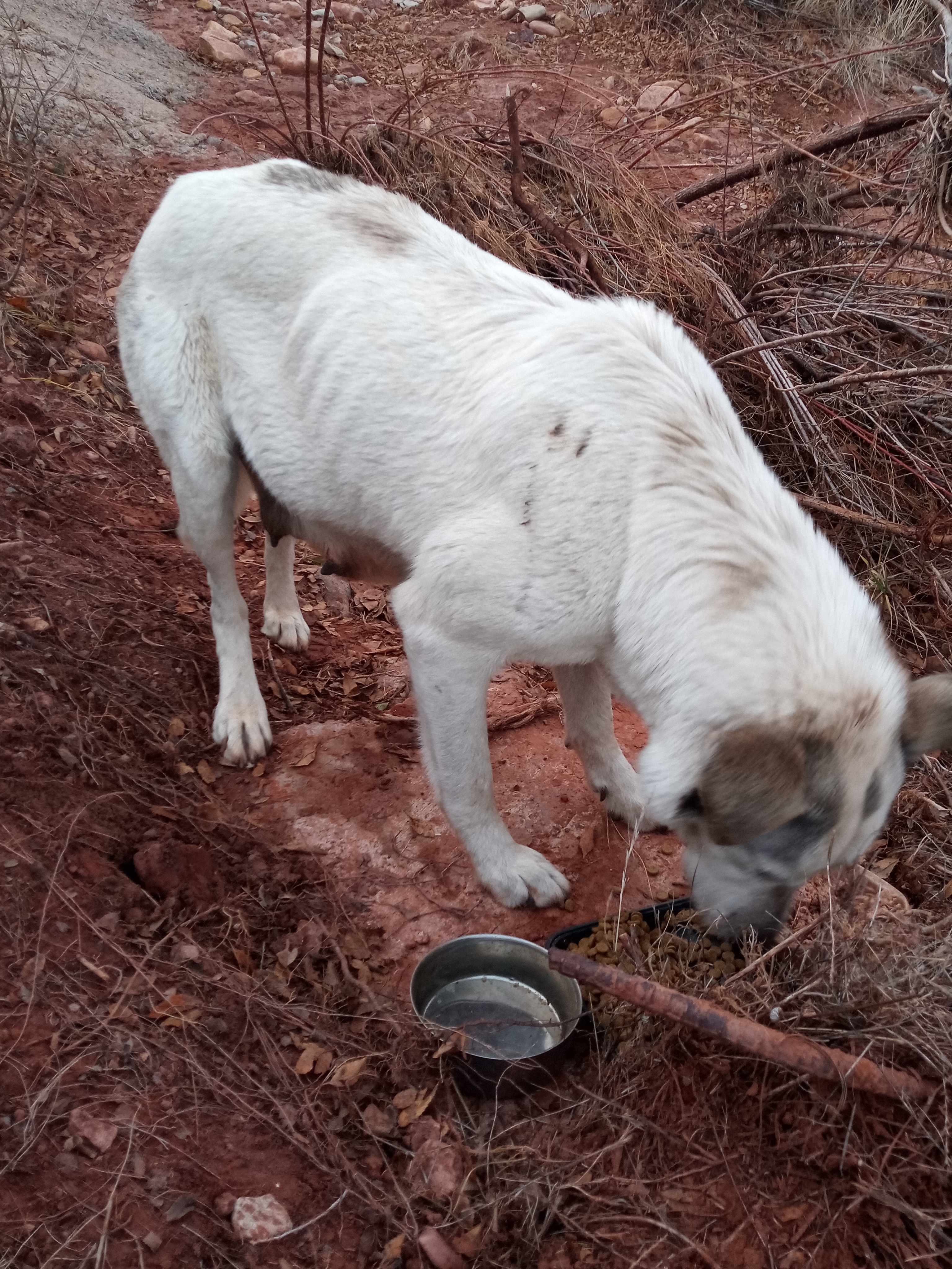 Raw animal camera upload (unprocessed). File: mot-det-20251228-163641.jpg.