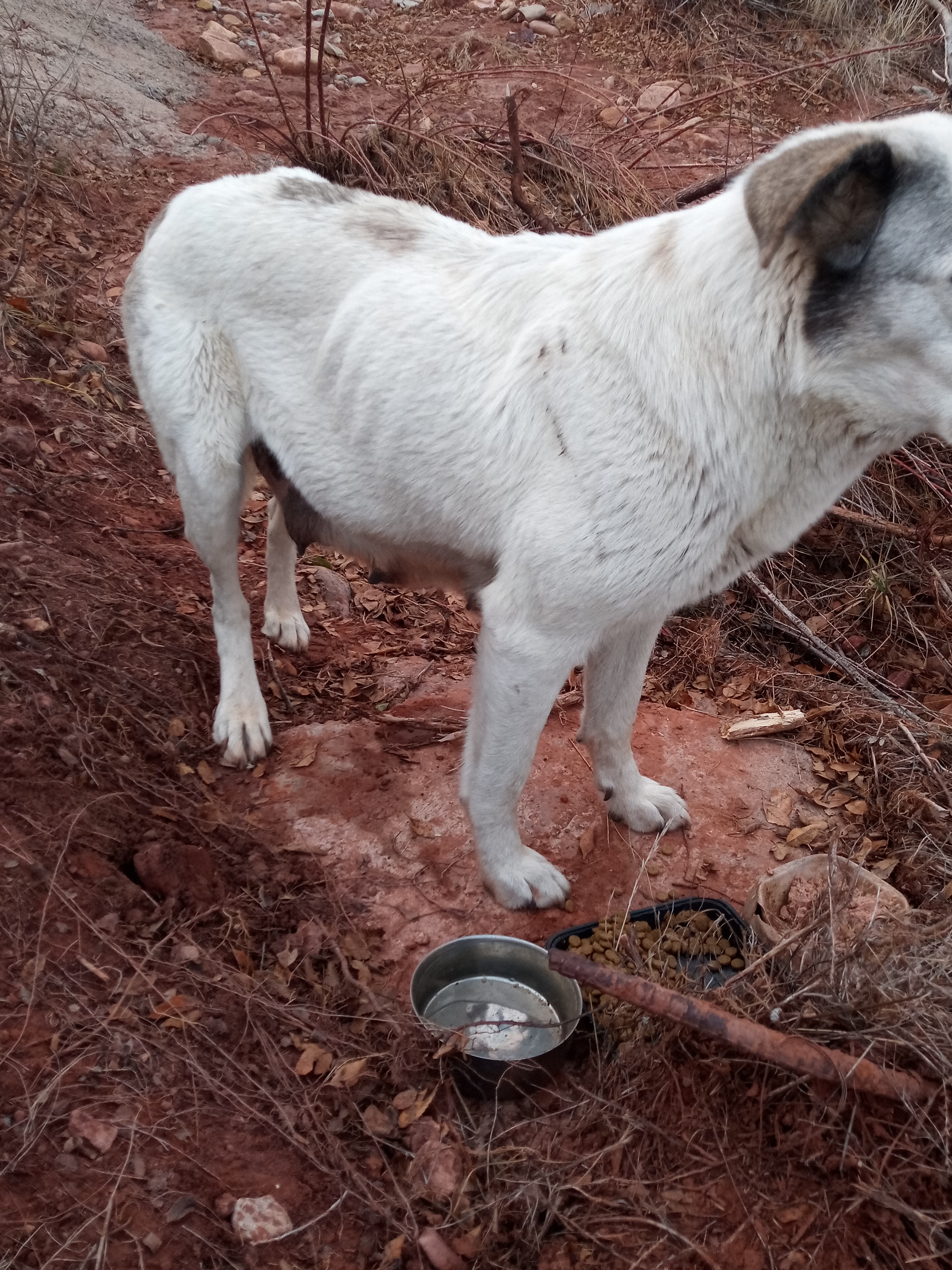 Raw animal camera upload (unprocessed). File: mot-det-20251228-163654.jpg.