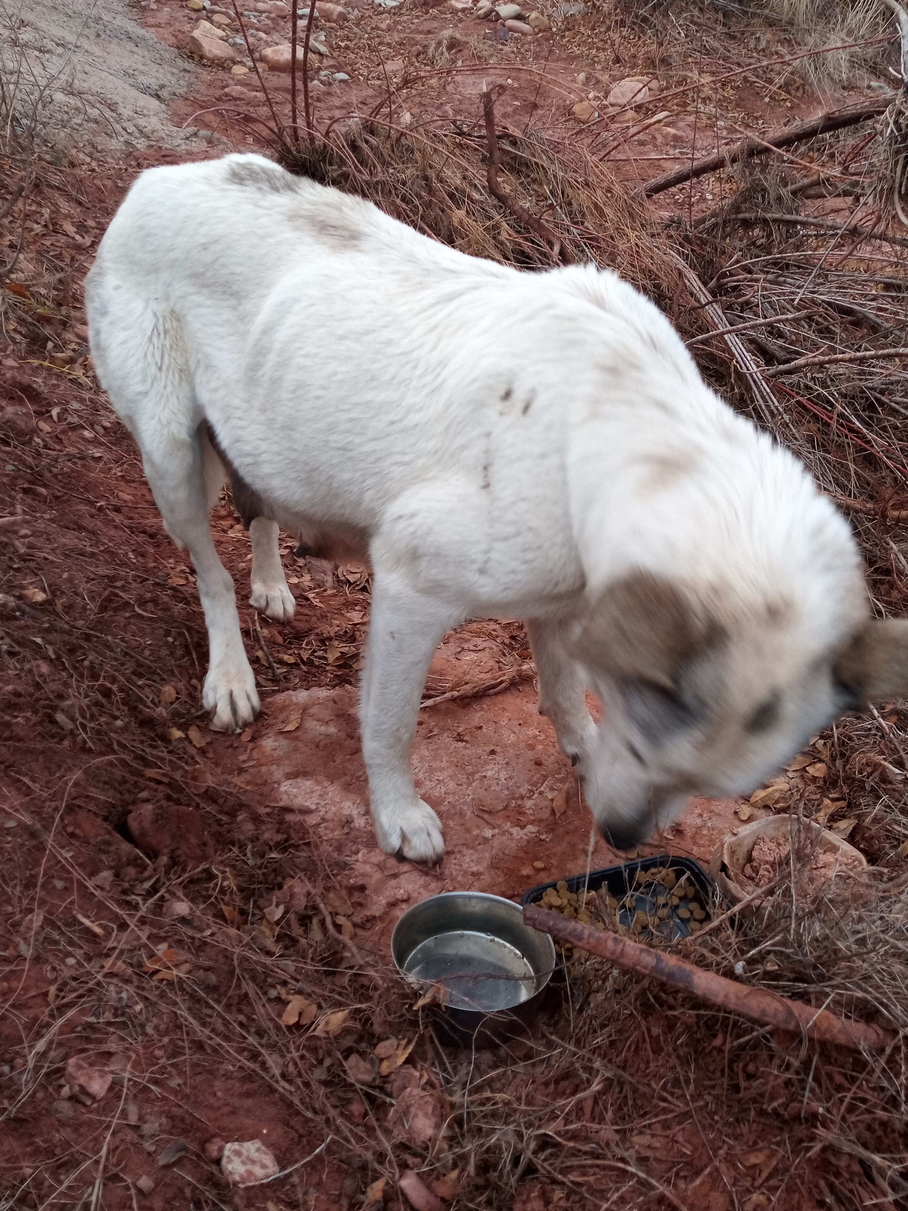 Raw animal camera upload (unprocessed). File: mot-det-20251228-163713.jpg.