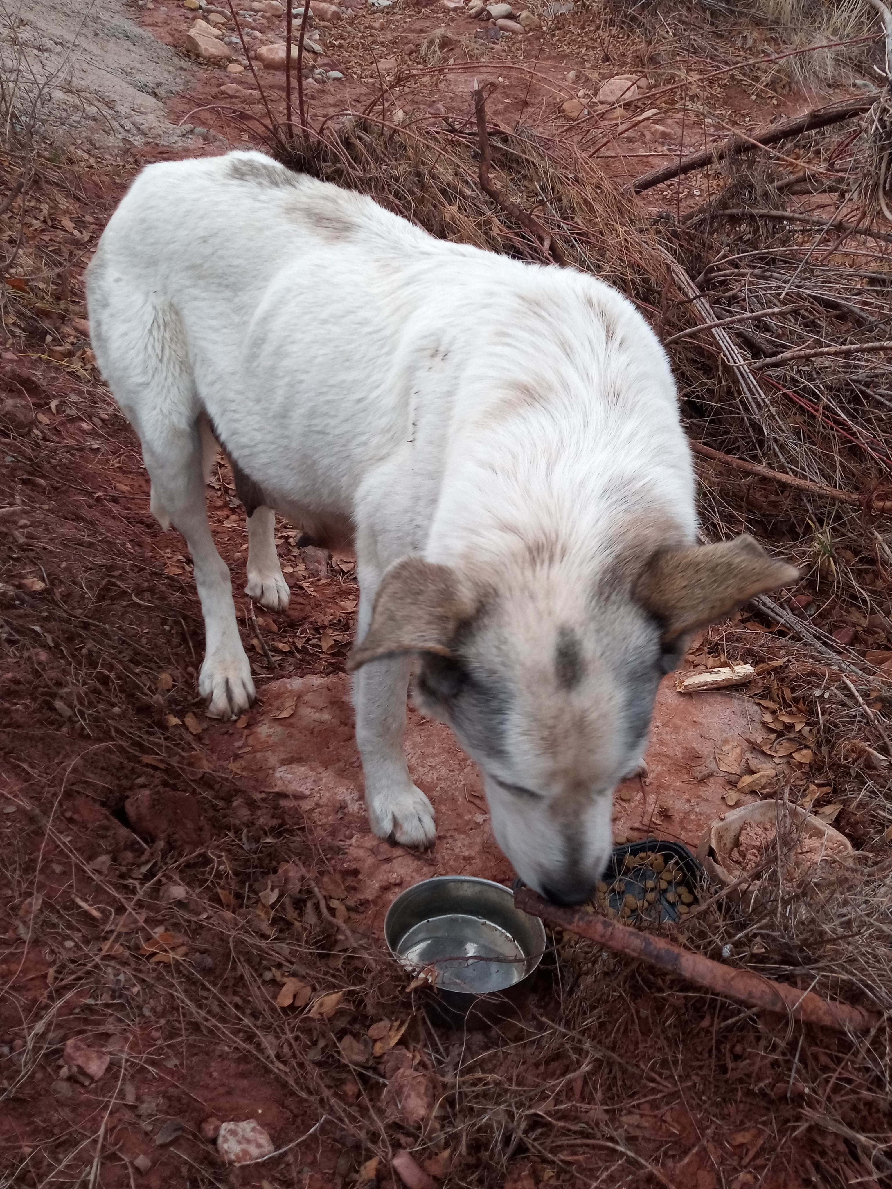 Raw animal camera upload (unprocessed). File: mot-det-20251228-163716.jpg.