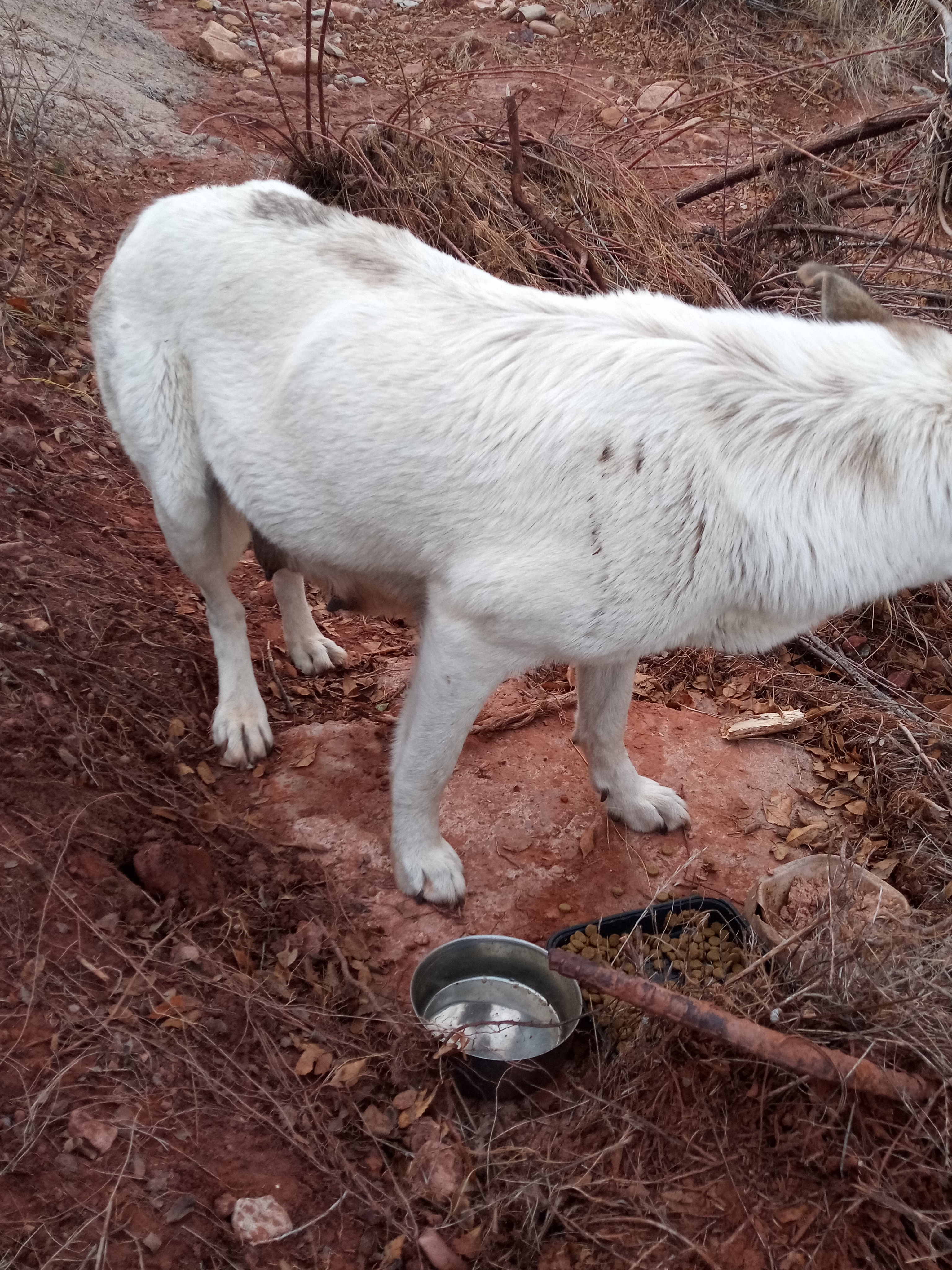 Raw animal camera upload (unprocessed). File: mot-det-20251228-163728.jpg.