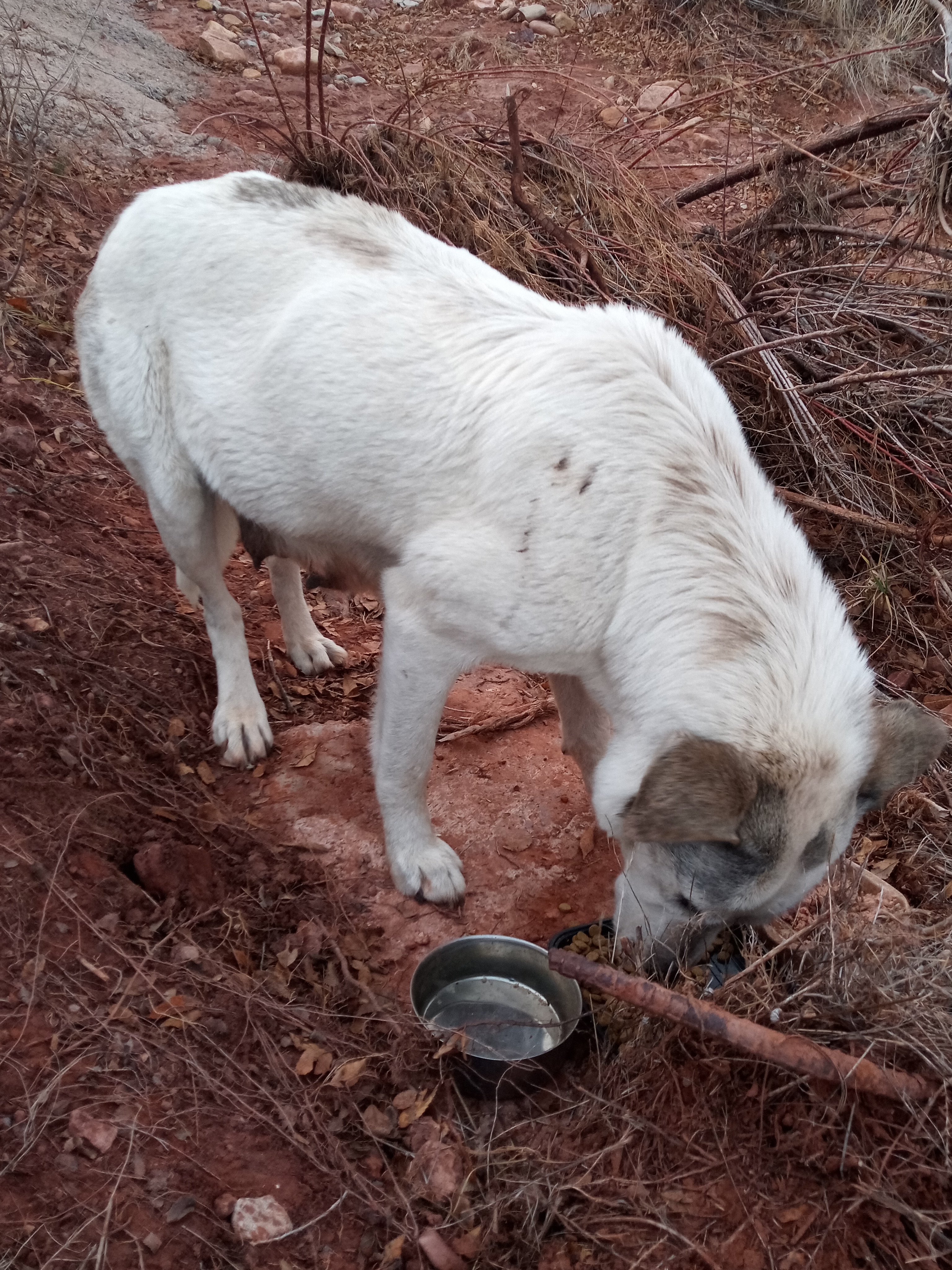 Raw animal camera upload (unprocessed). File: mot-det-20251228-163740.jpg.