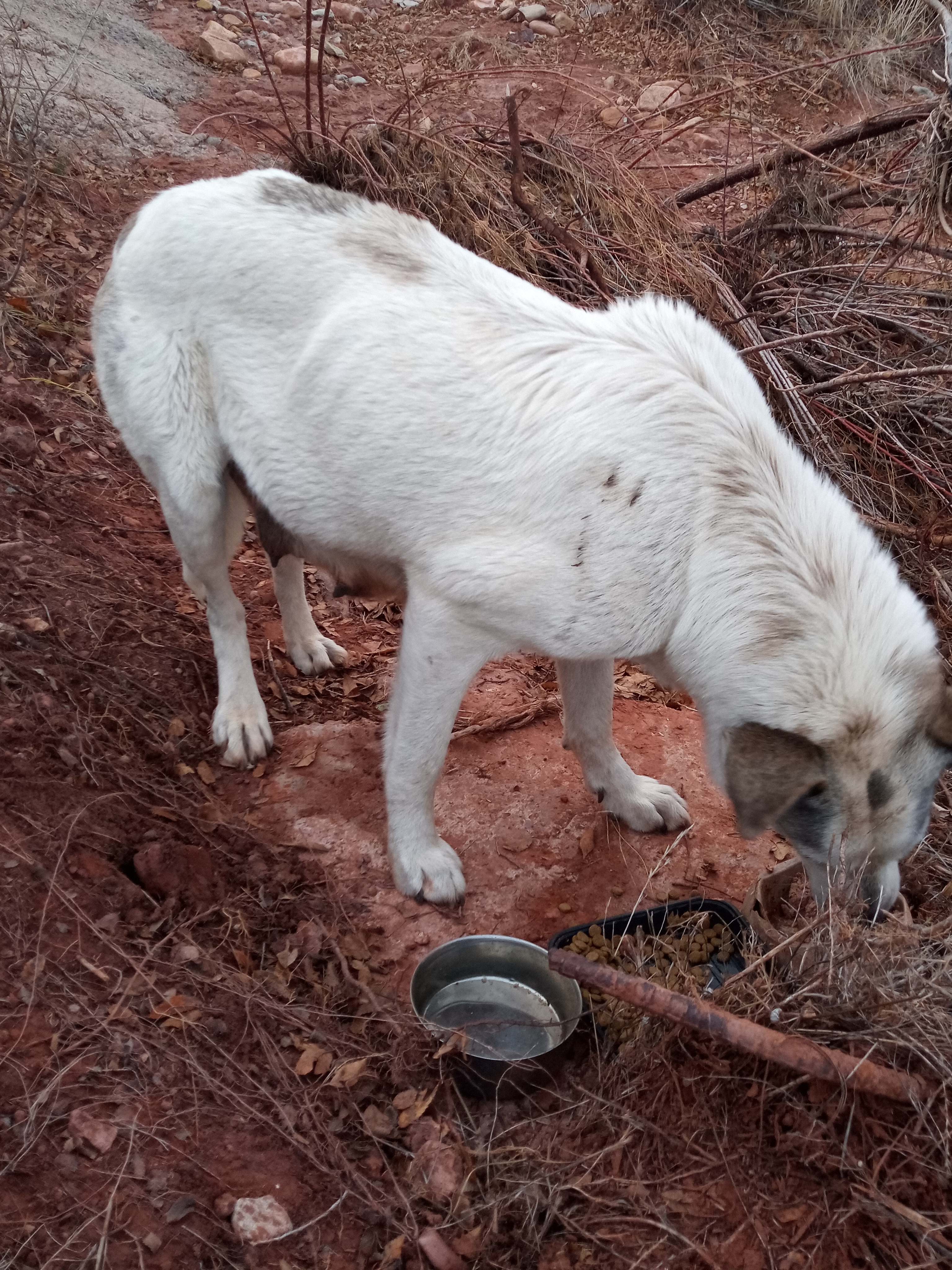 Raw animal camera upload (unprocessed). File: mot-det-20251228-163750.jpg.