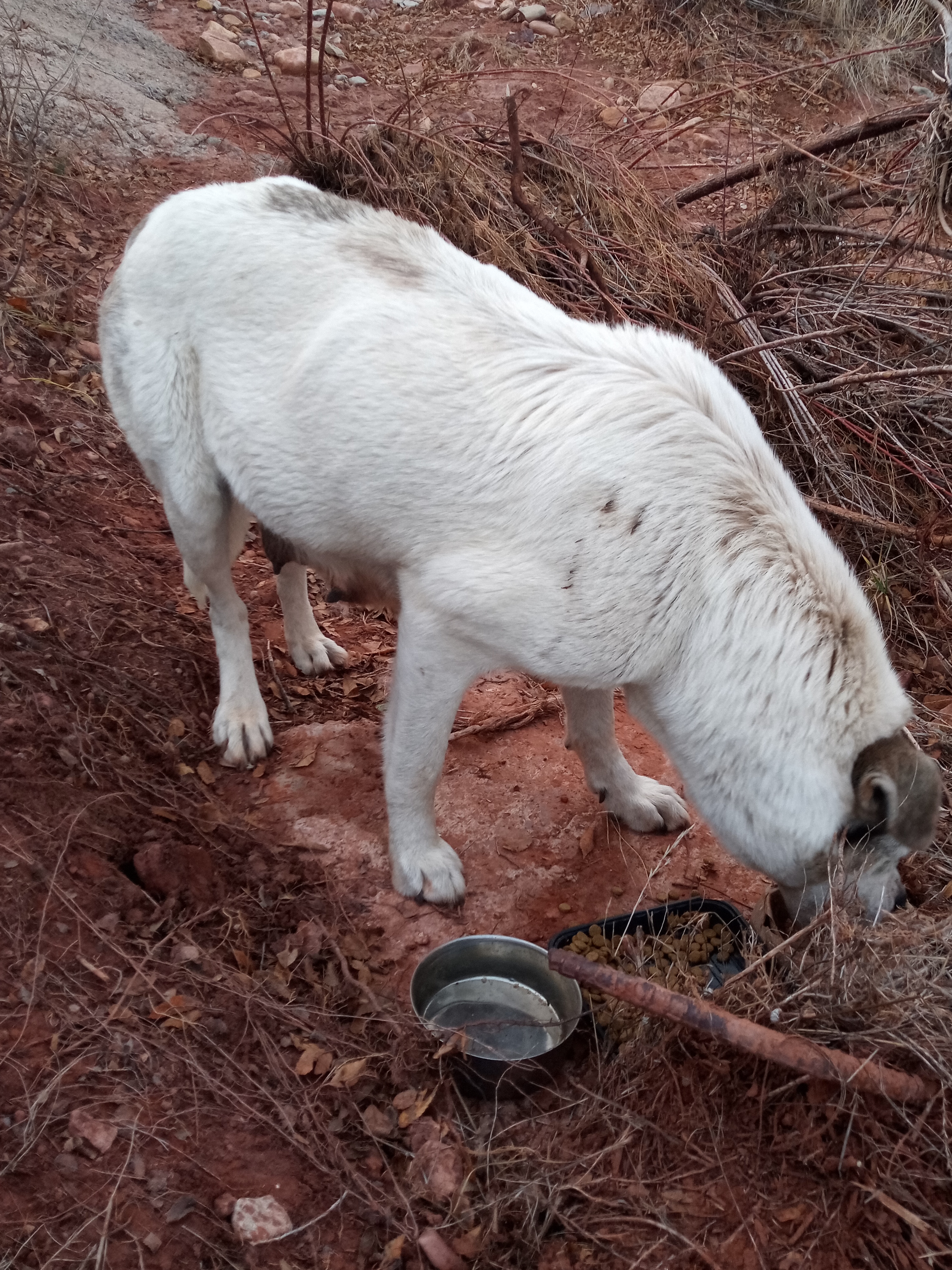 Raw animal camera upload (unprocessed). File: mot-det-20251228-163805.jpg.