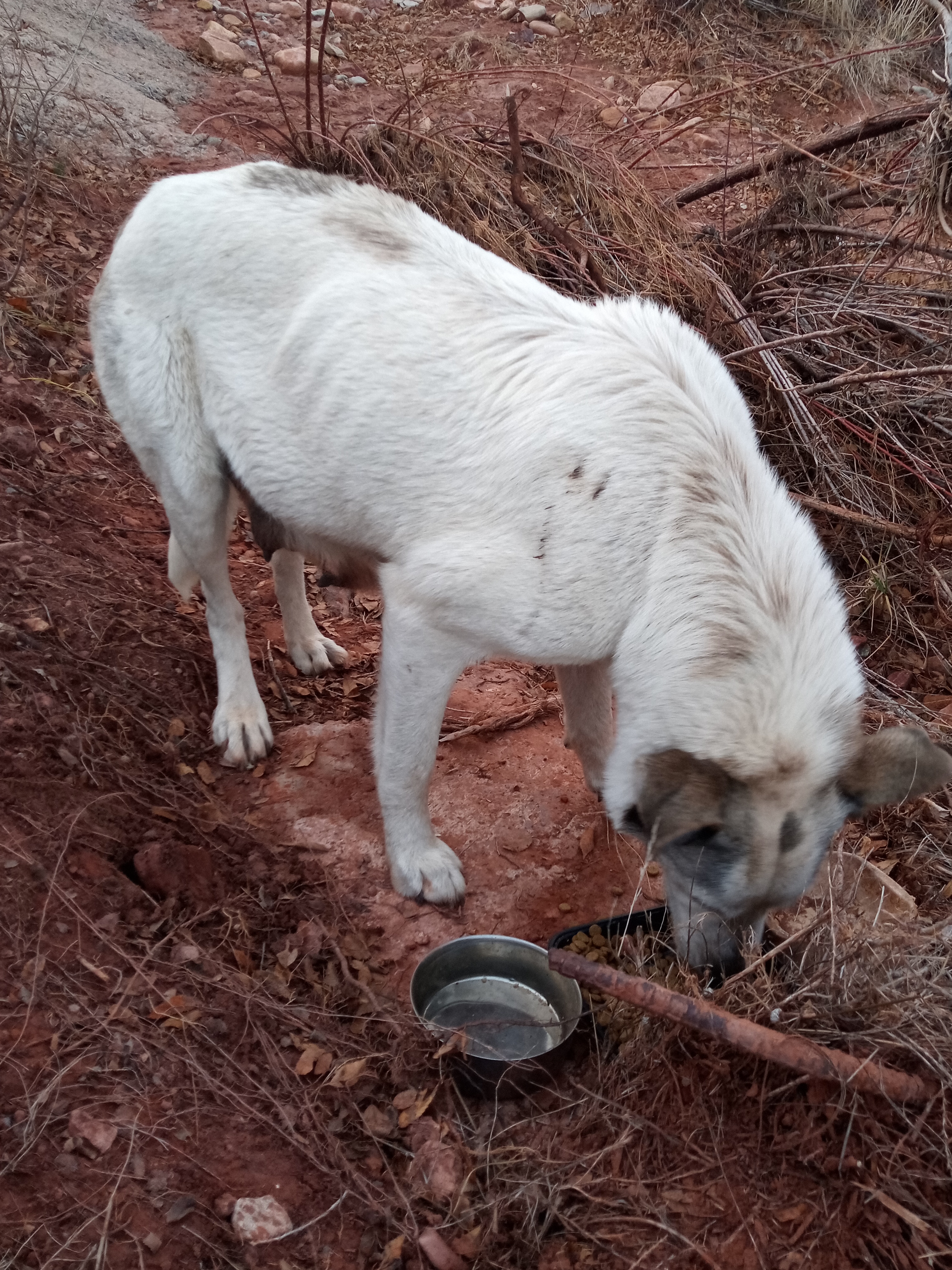 Raw animal camera upload (unprocessed). File: mot-det-20251228-163815.jpg.