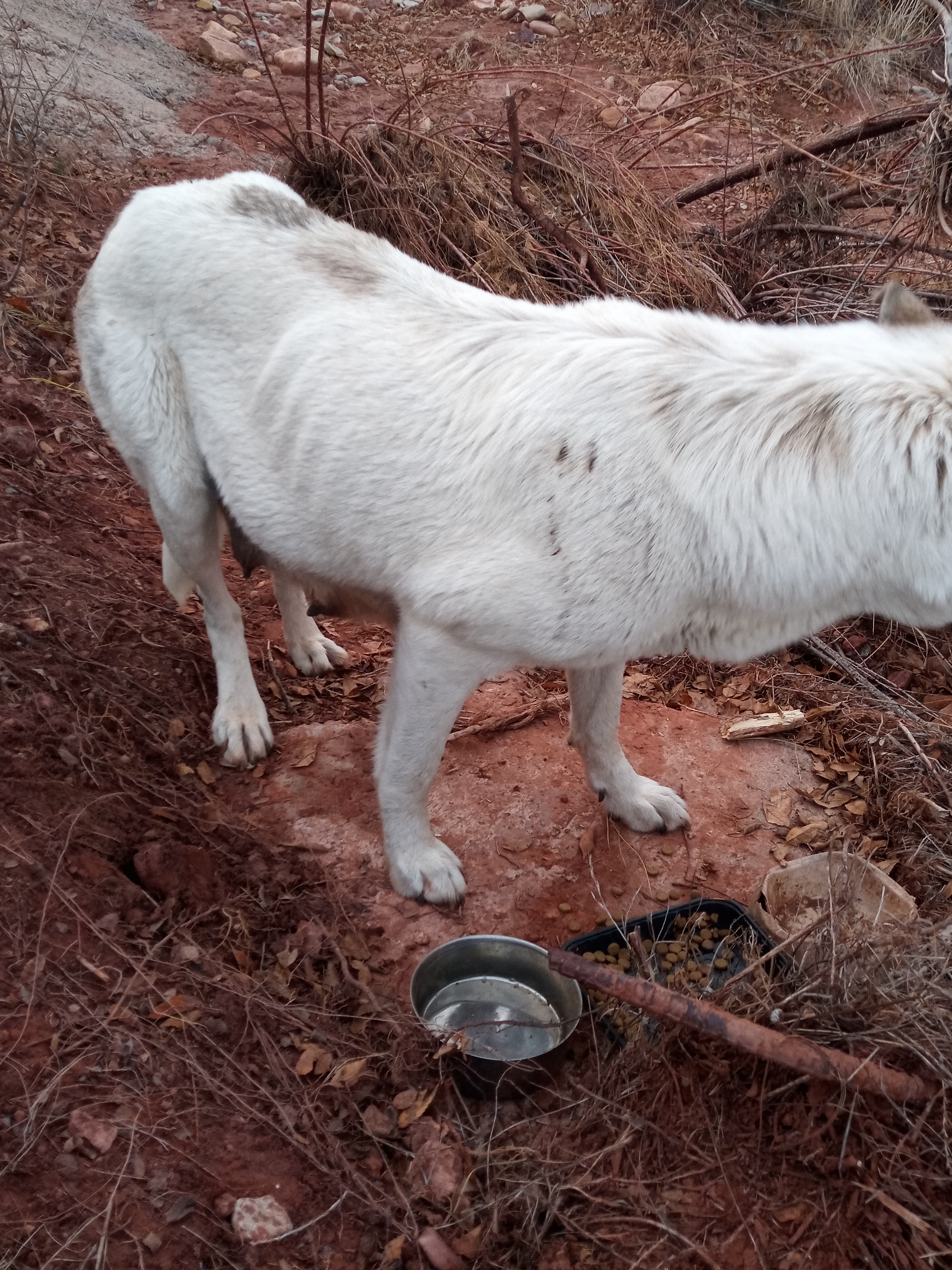 Raw animal camera upload (unprocessed). File: mot-det-20251228-163847.jpg.