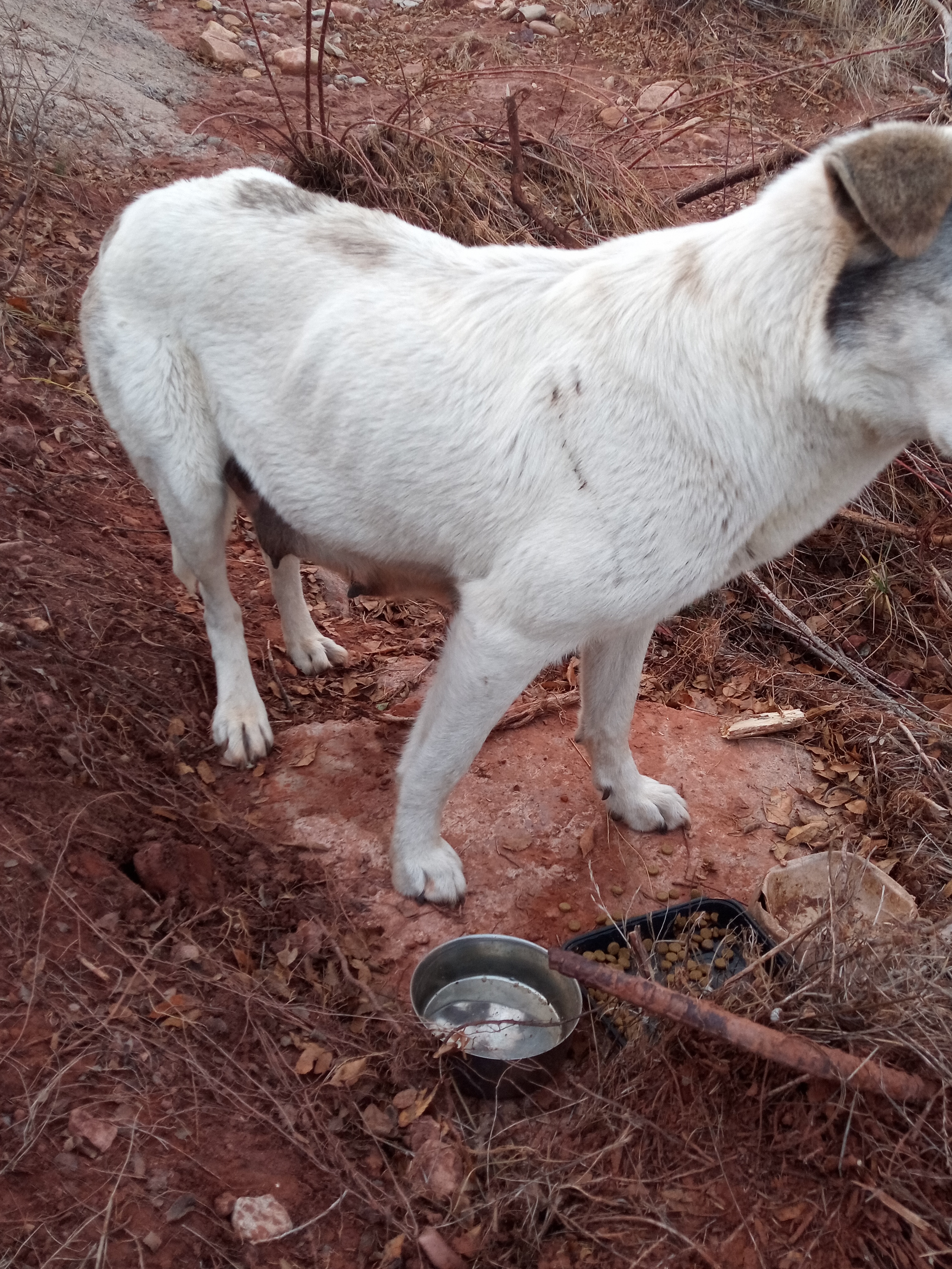 Raw animal camera upload (unprocessed). File: mot-det-20251228-163856.jpg.