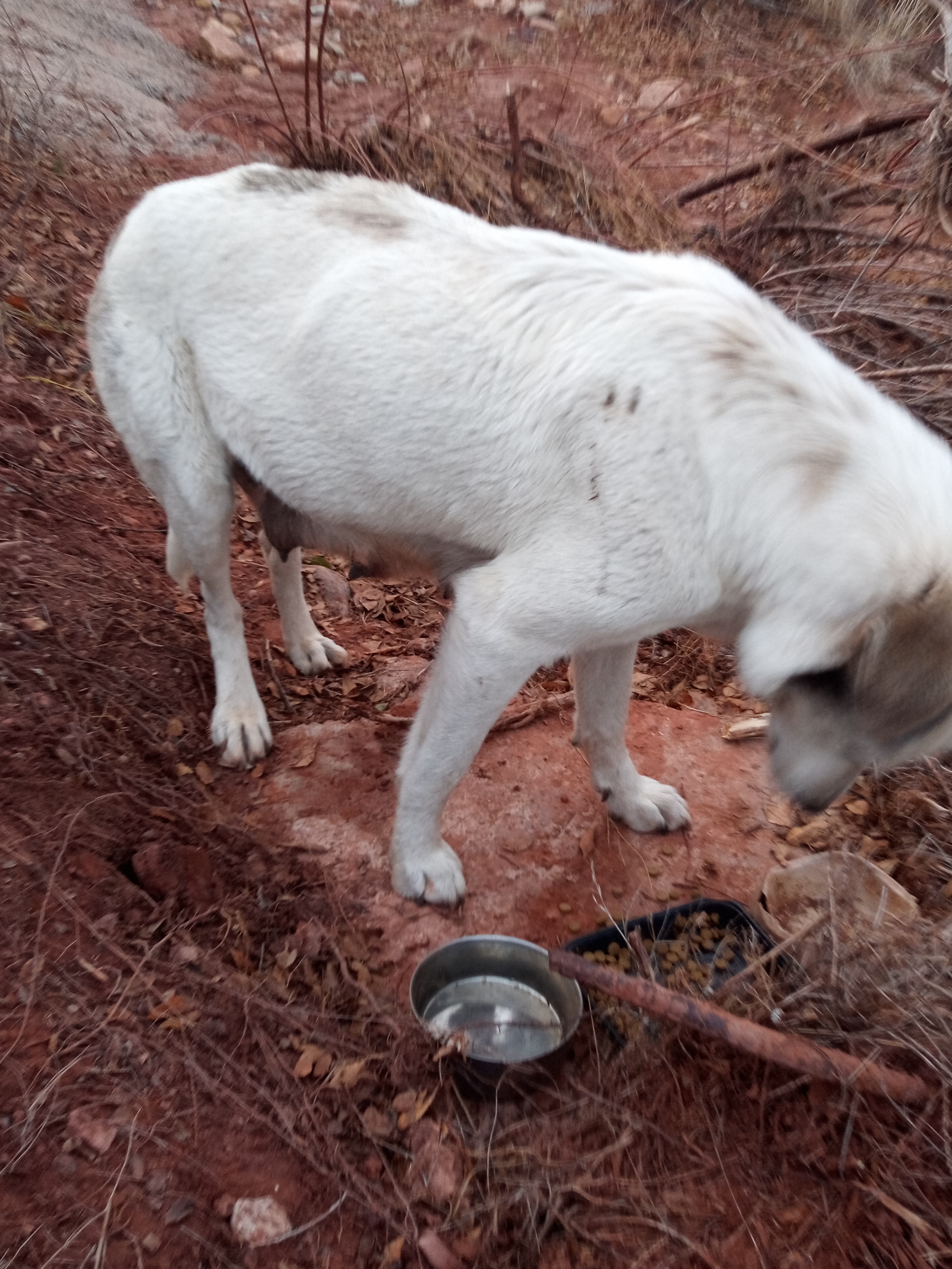 Raw animal camera upload (unprocessed). File: mot-det-20251228-163901.jpg.