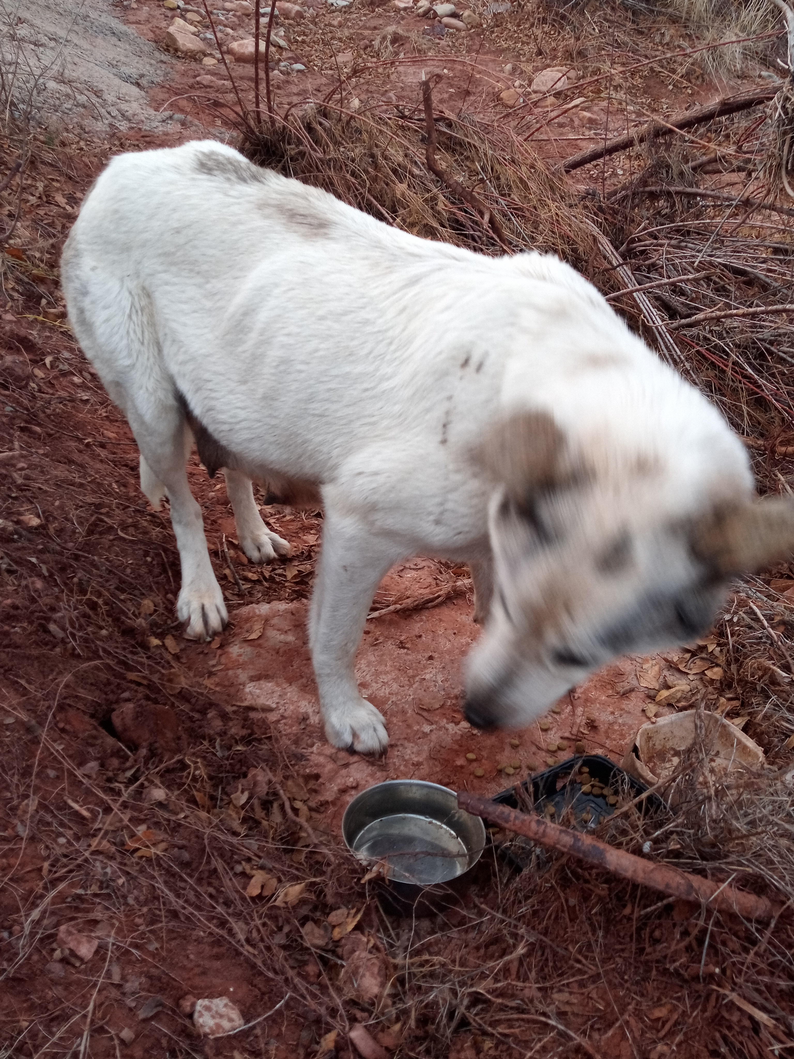 Raw animal camera upload (unprocessed). File: mot-det-20251228-163916.jpg.