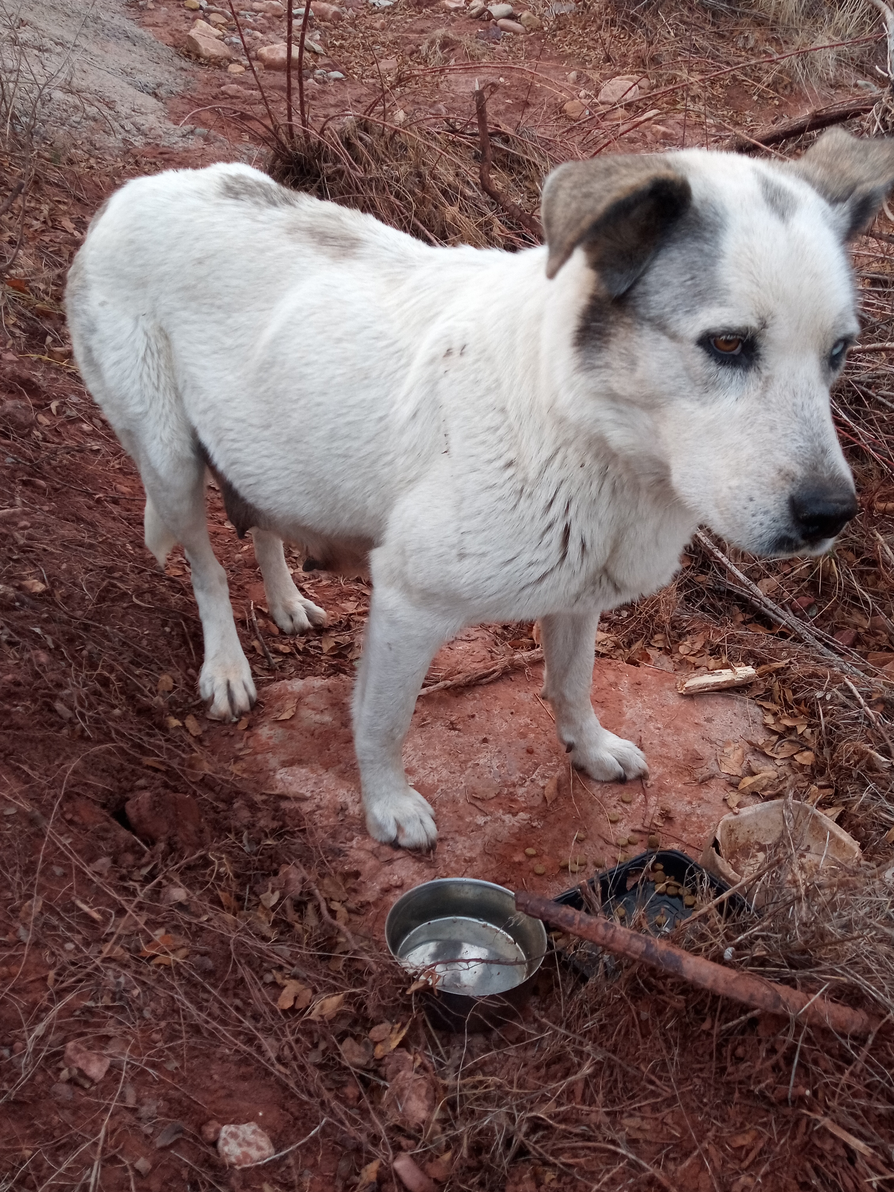 Raw animal camera upload (unprocessed). File: mot-det-20251228-163919.jpg.