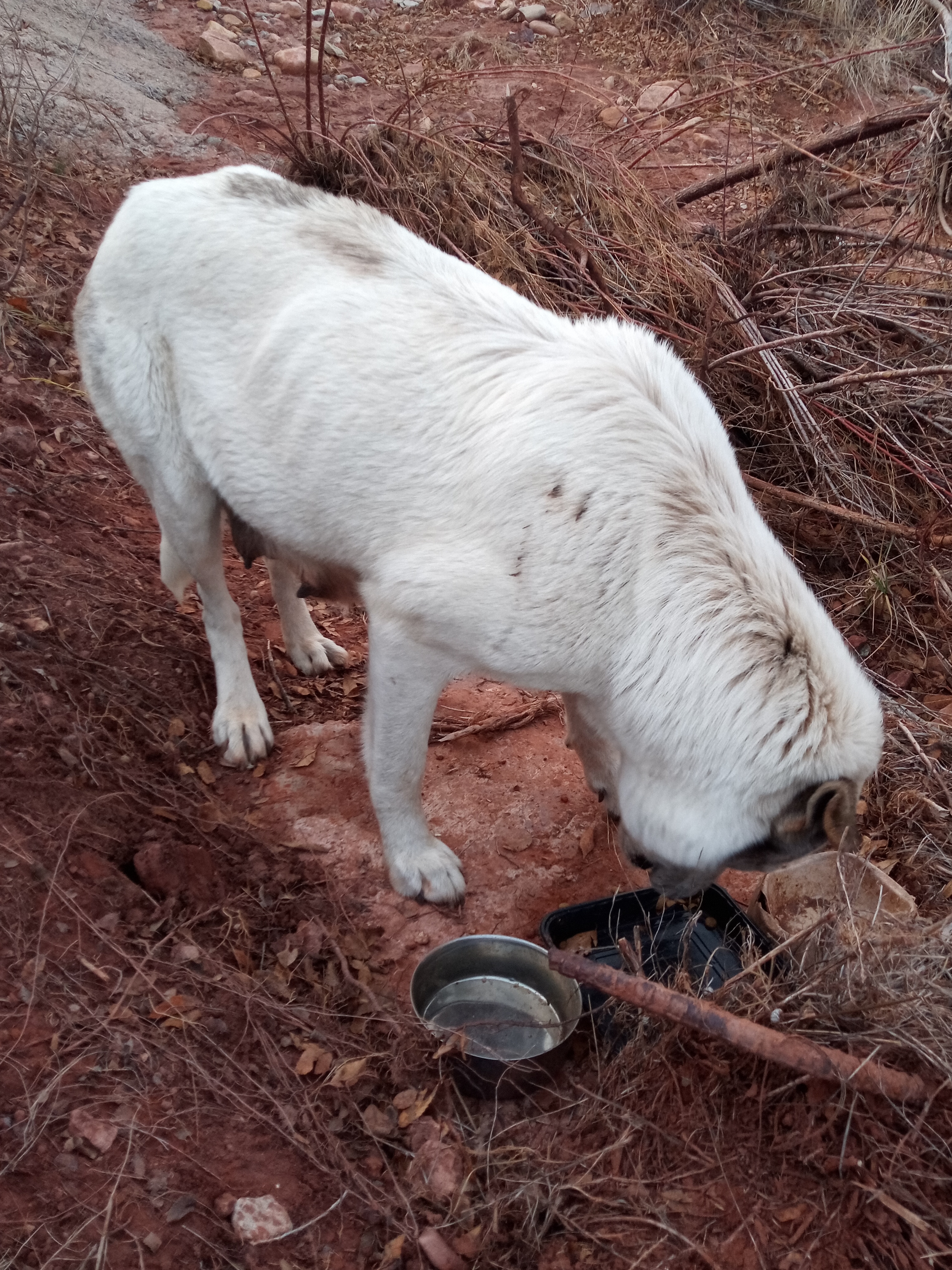 Raw animal camera upload (unprocessed). File: mot-det-20251228-163939.jpg.