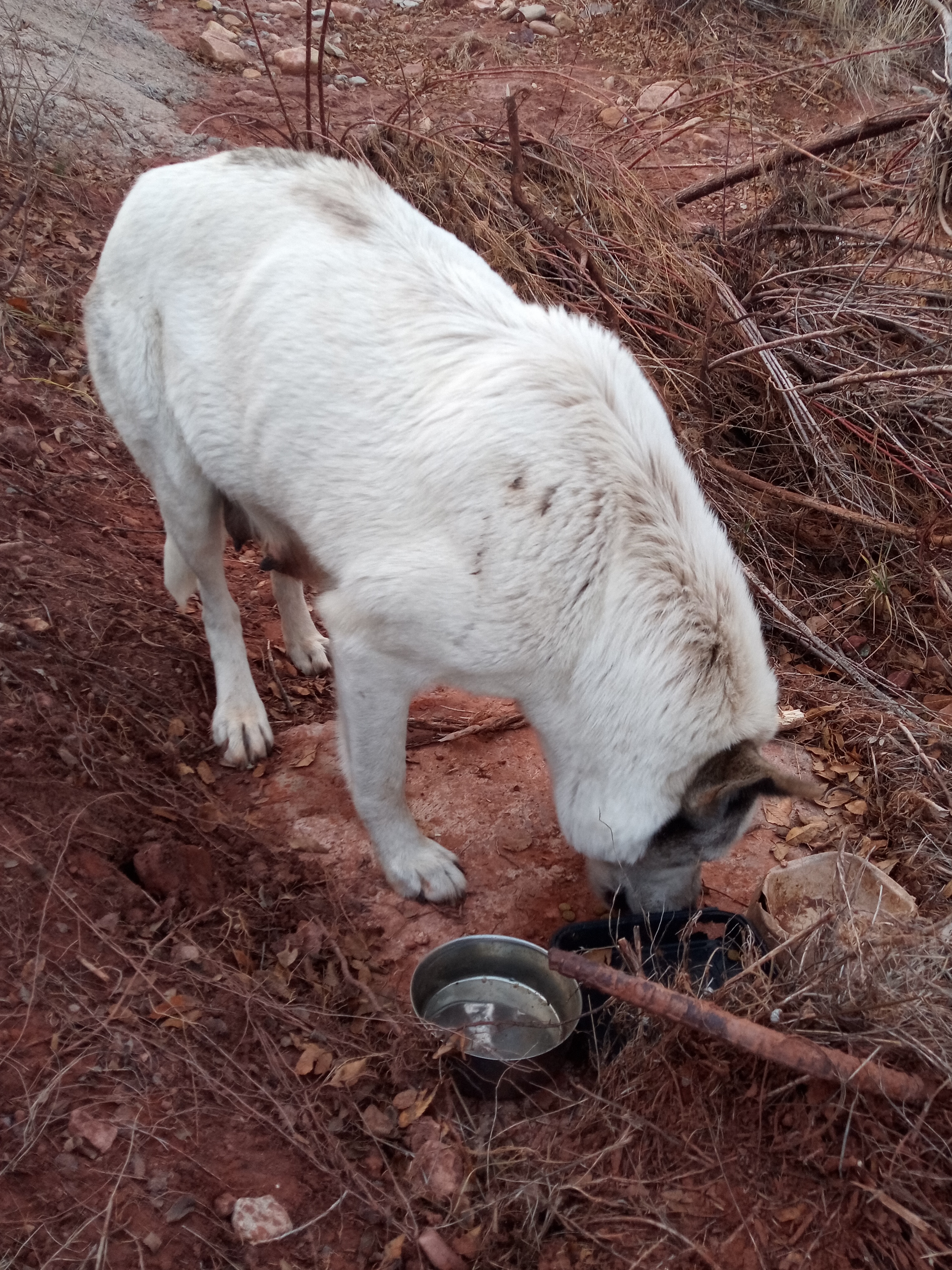 Raw animal camera upload (unprocessed). File: mot-det-20251228-163945.jpg.