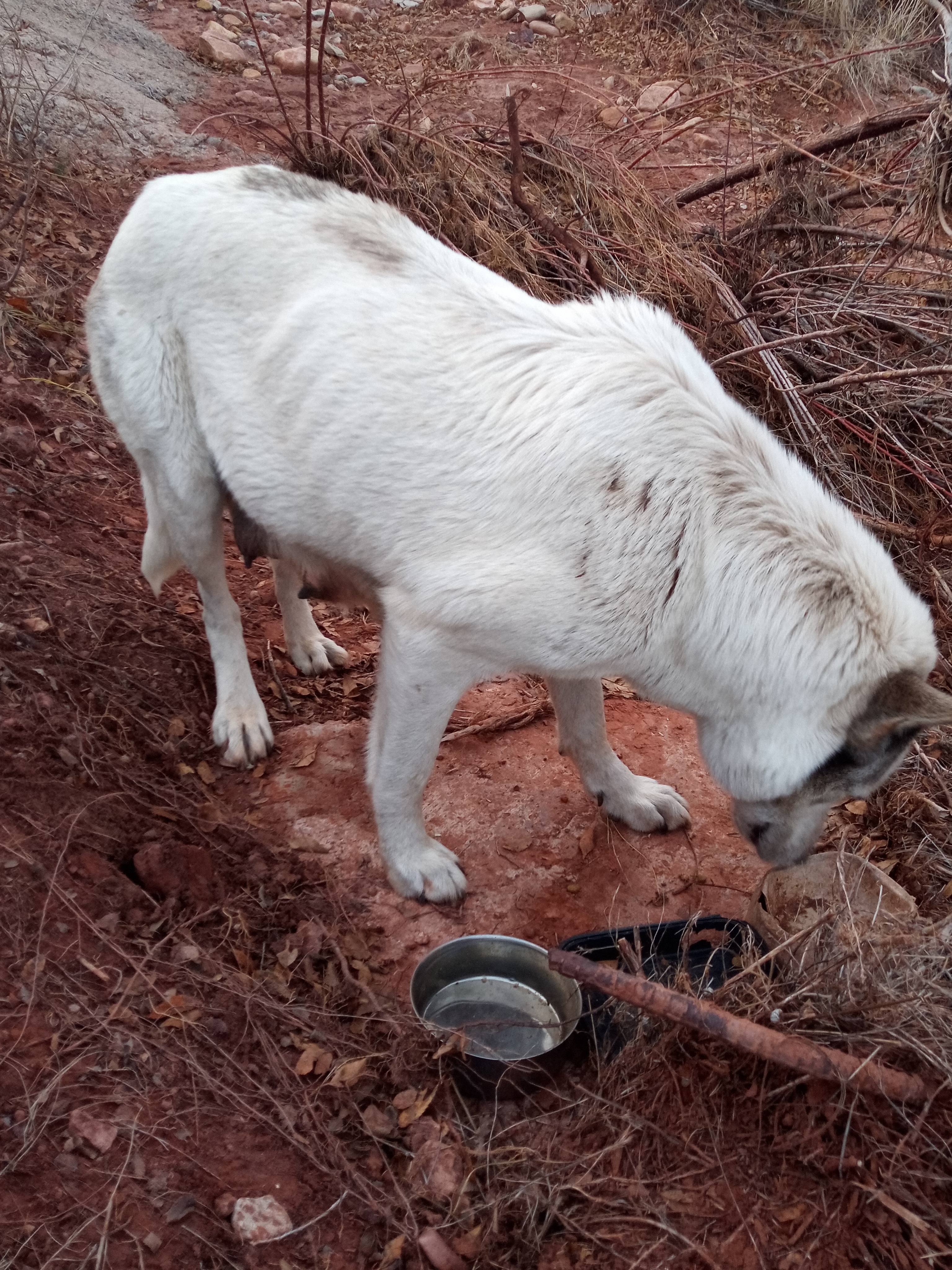 Raw animal camera upload (unprocessed). File: mot-det-20251228-163952.jpg.