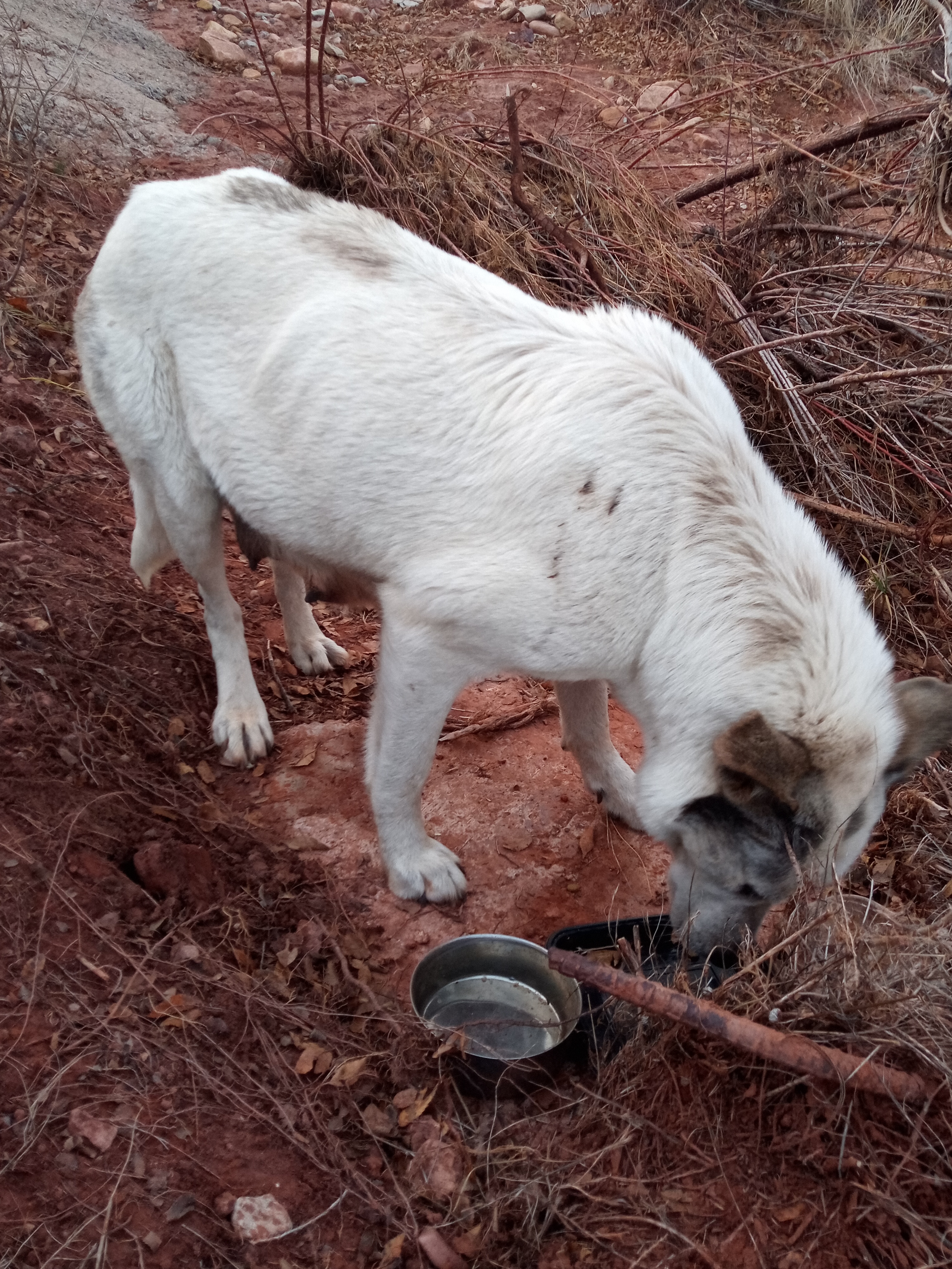 Raw animal camera upload (unprocessed). File: mot-det-20251228-164008.jpg.