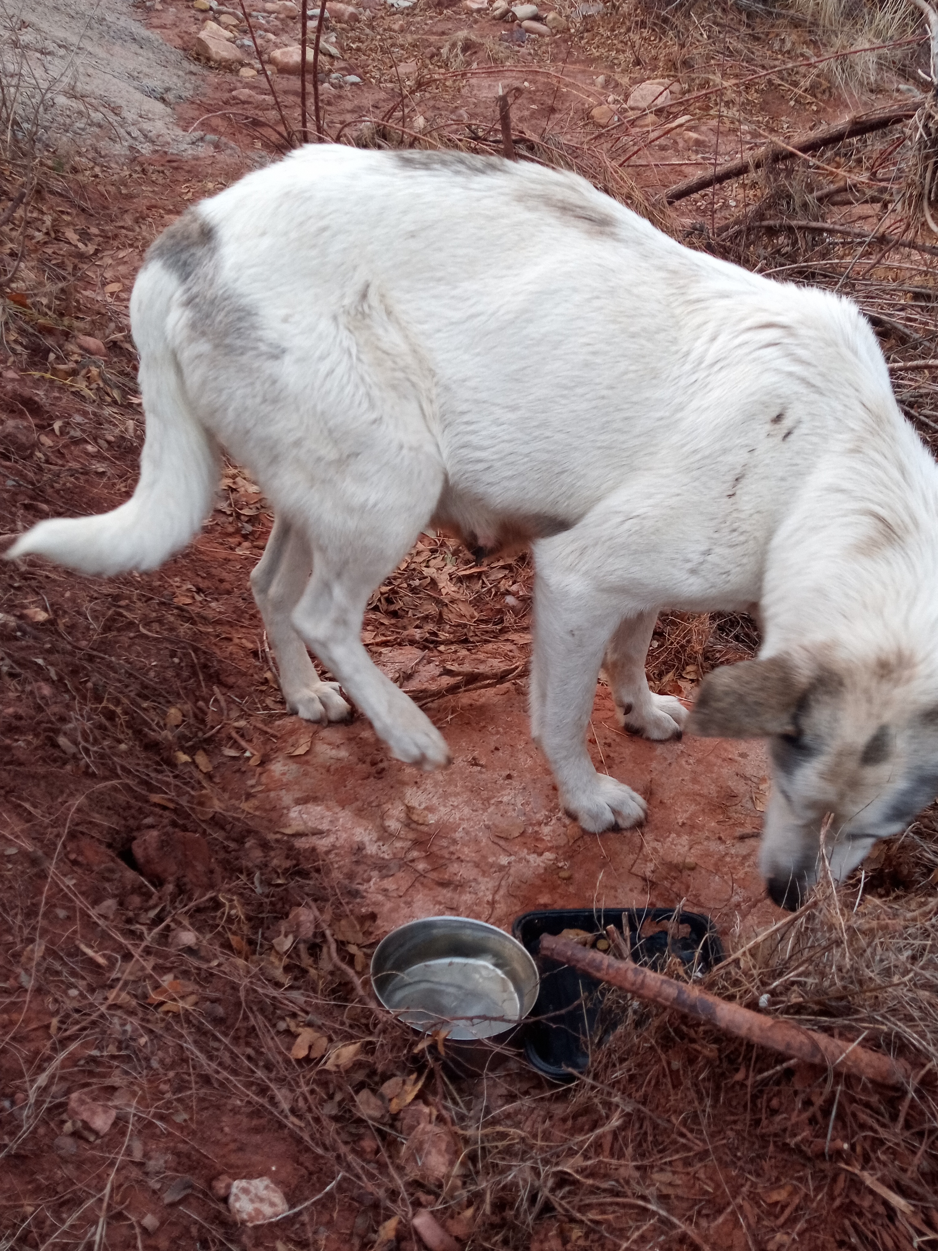 Raw animal camera upload (unprocessed). File: mot-det-20251228-164026.jpg.