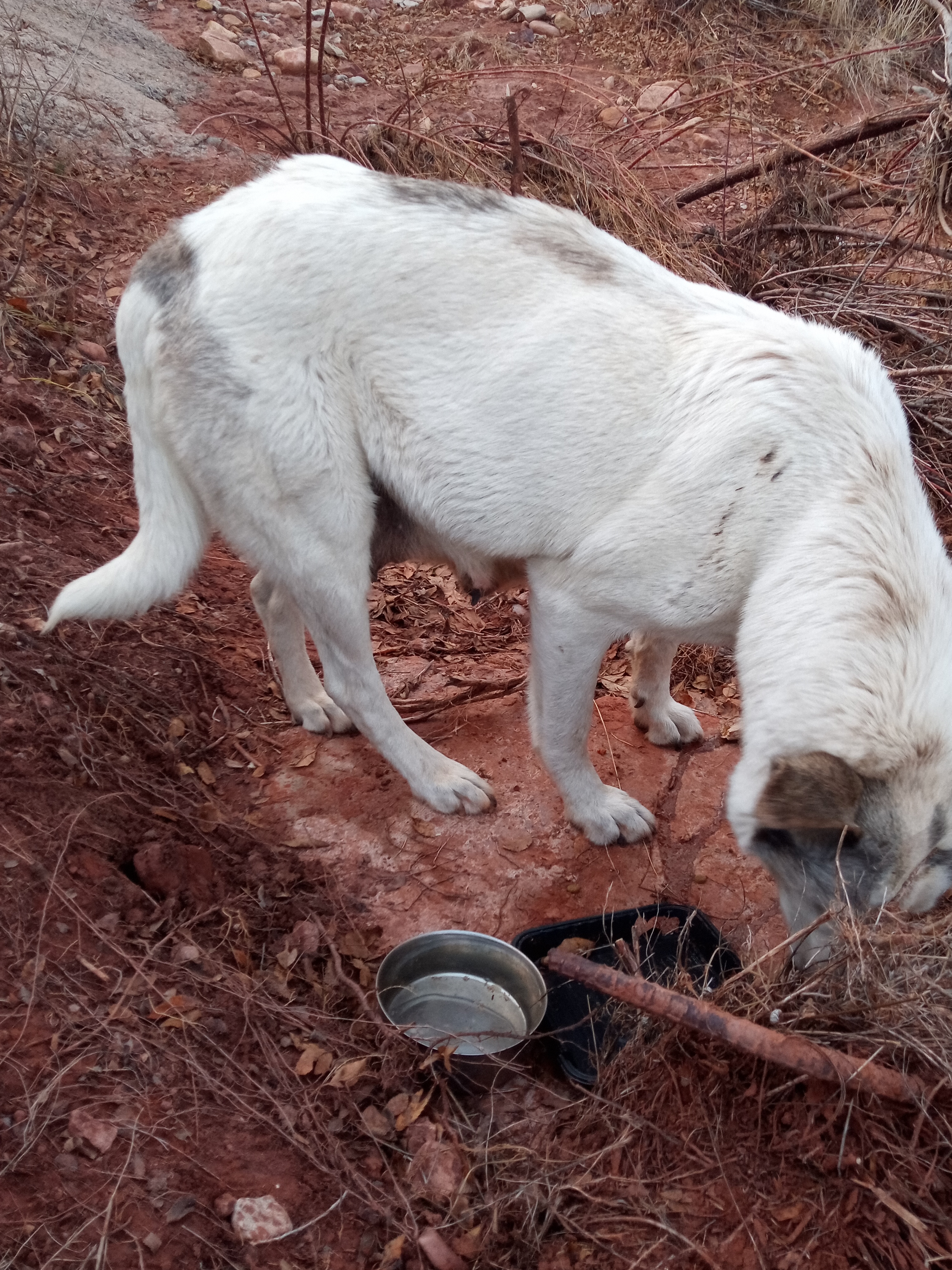 Raw animal camera upload (unprocessed). File: mot-det-20251228-164035.jpg.