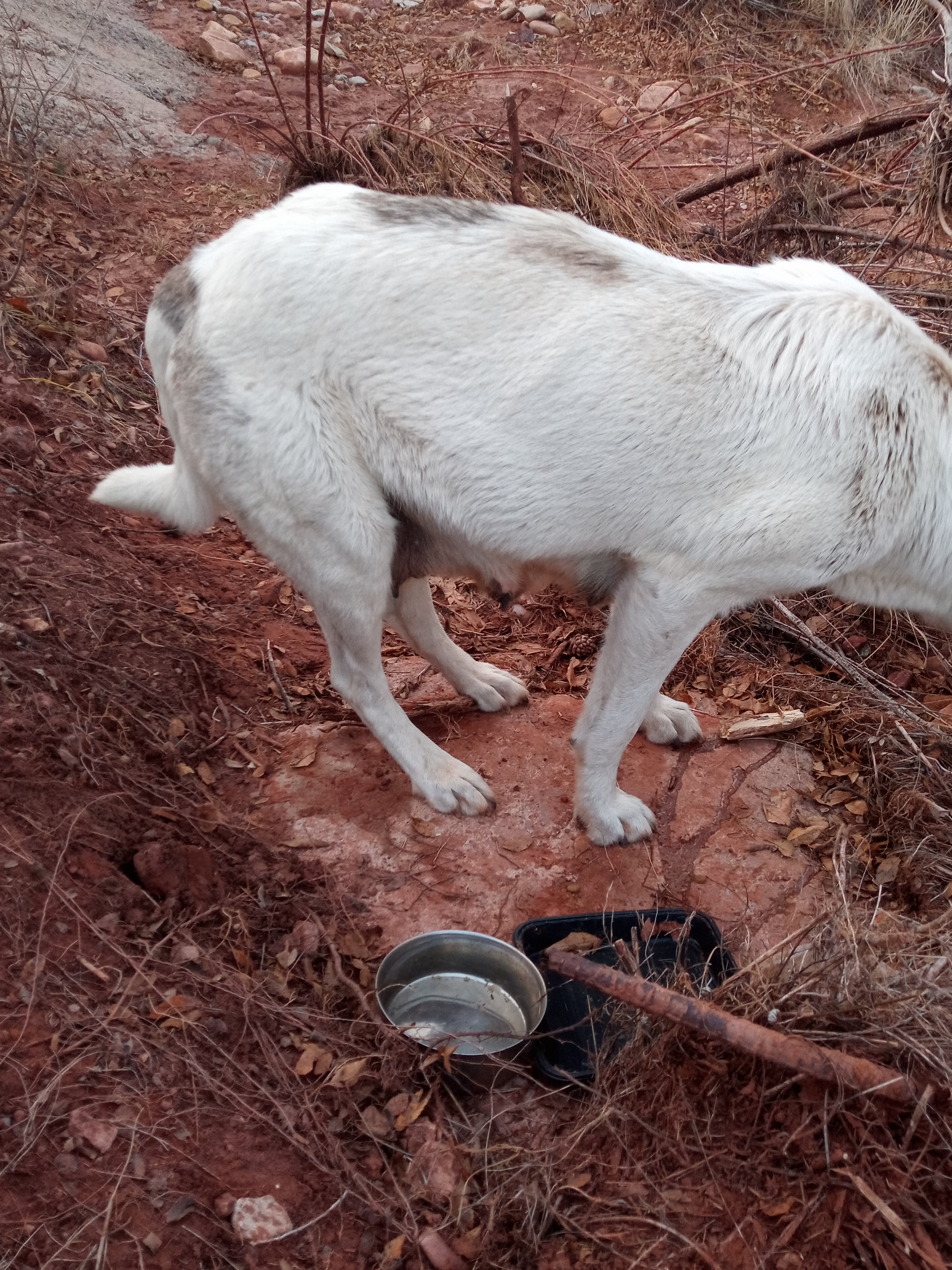 Raw animal camera upload (unprocessed). File: mot-det-20251228-164041.jpg.