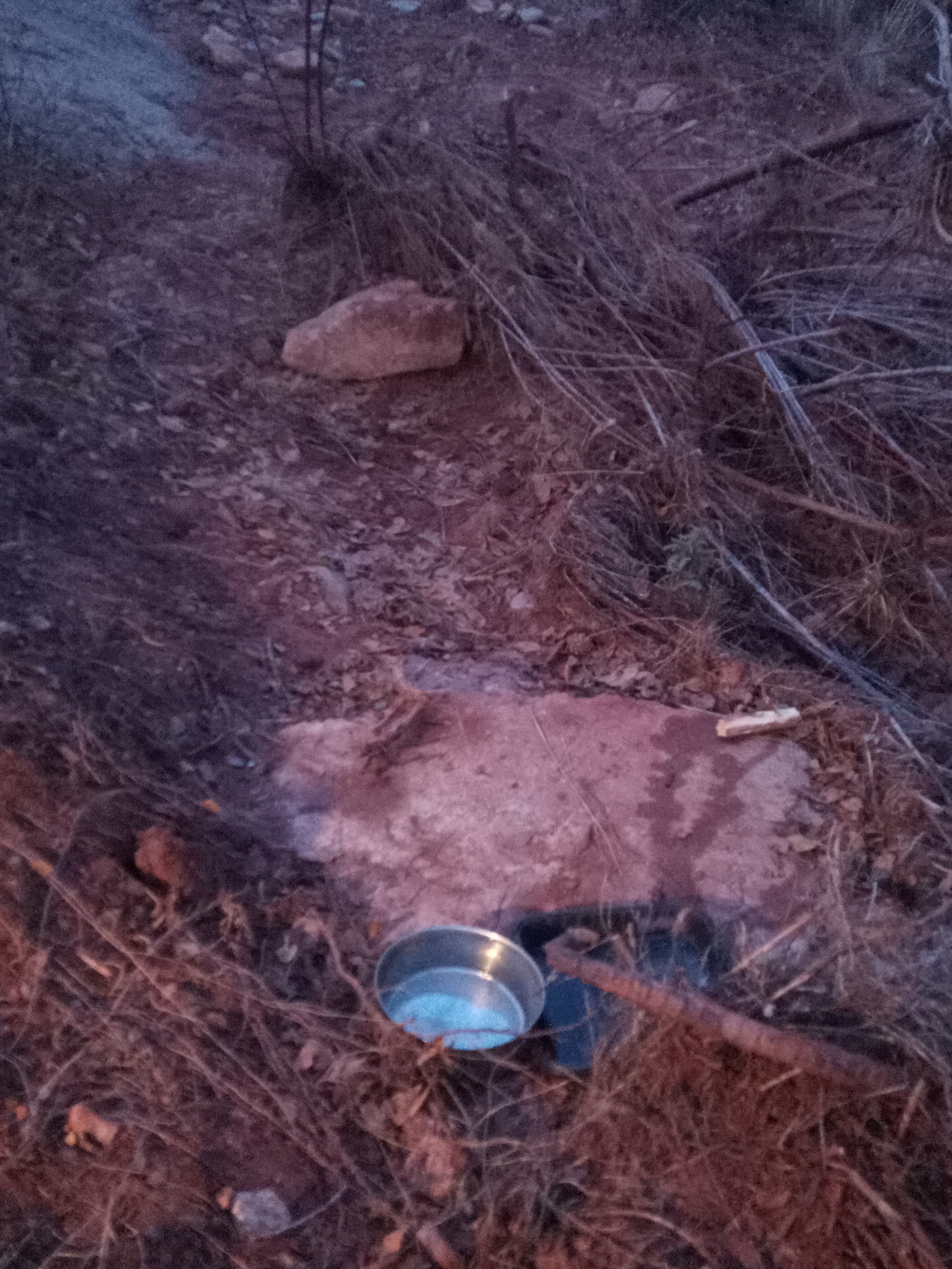 Raw animal camera upload (unprocessed). File: mot-det-20251228-171709.jpg.