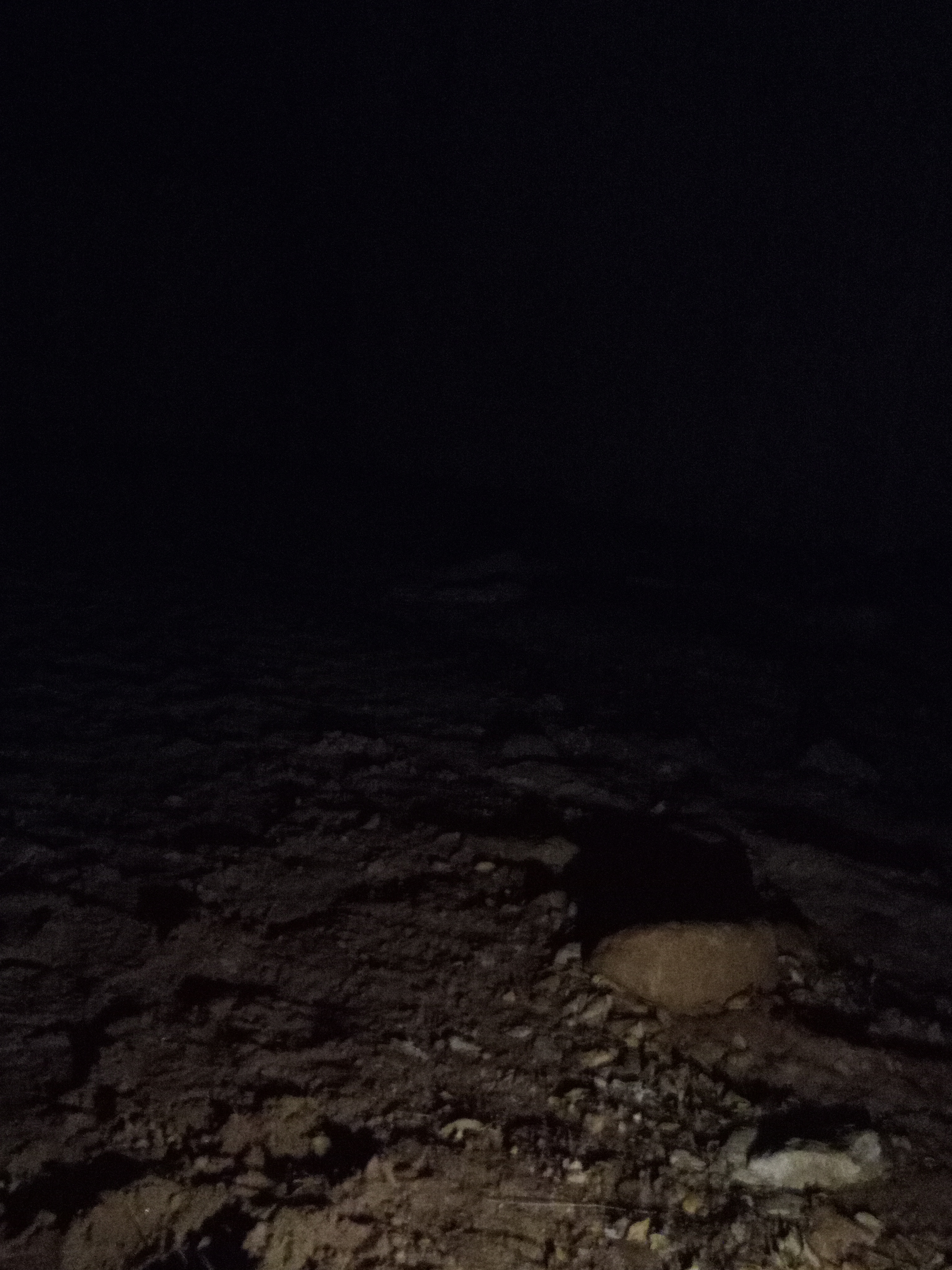 Raw animal camera upload (unprocessed). File: mot-det-20251228-183032.jpg.