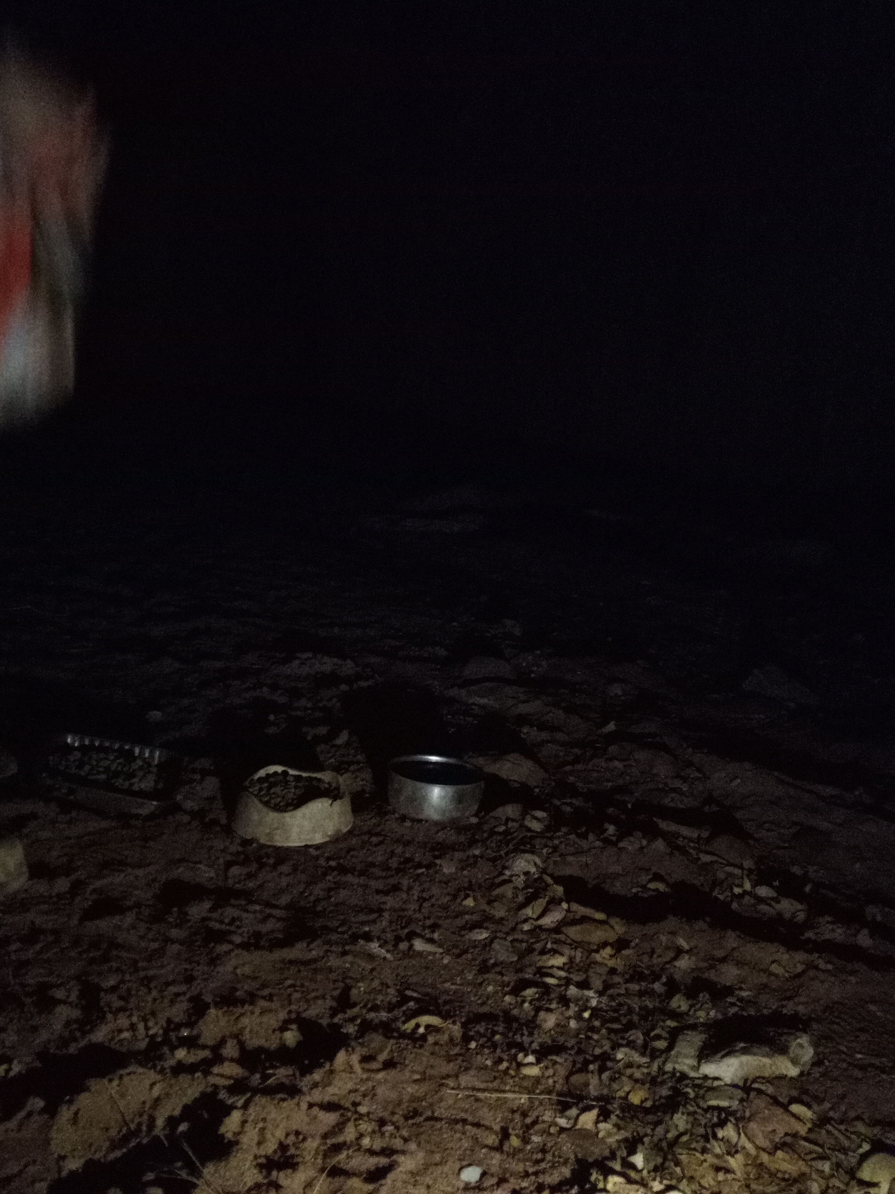 Raw animal camera upload (unprocessed). File: mot-det-20251228-183217.jpg.