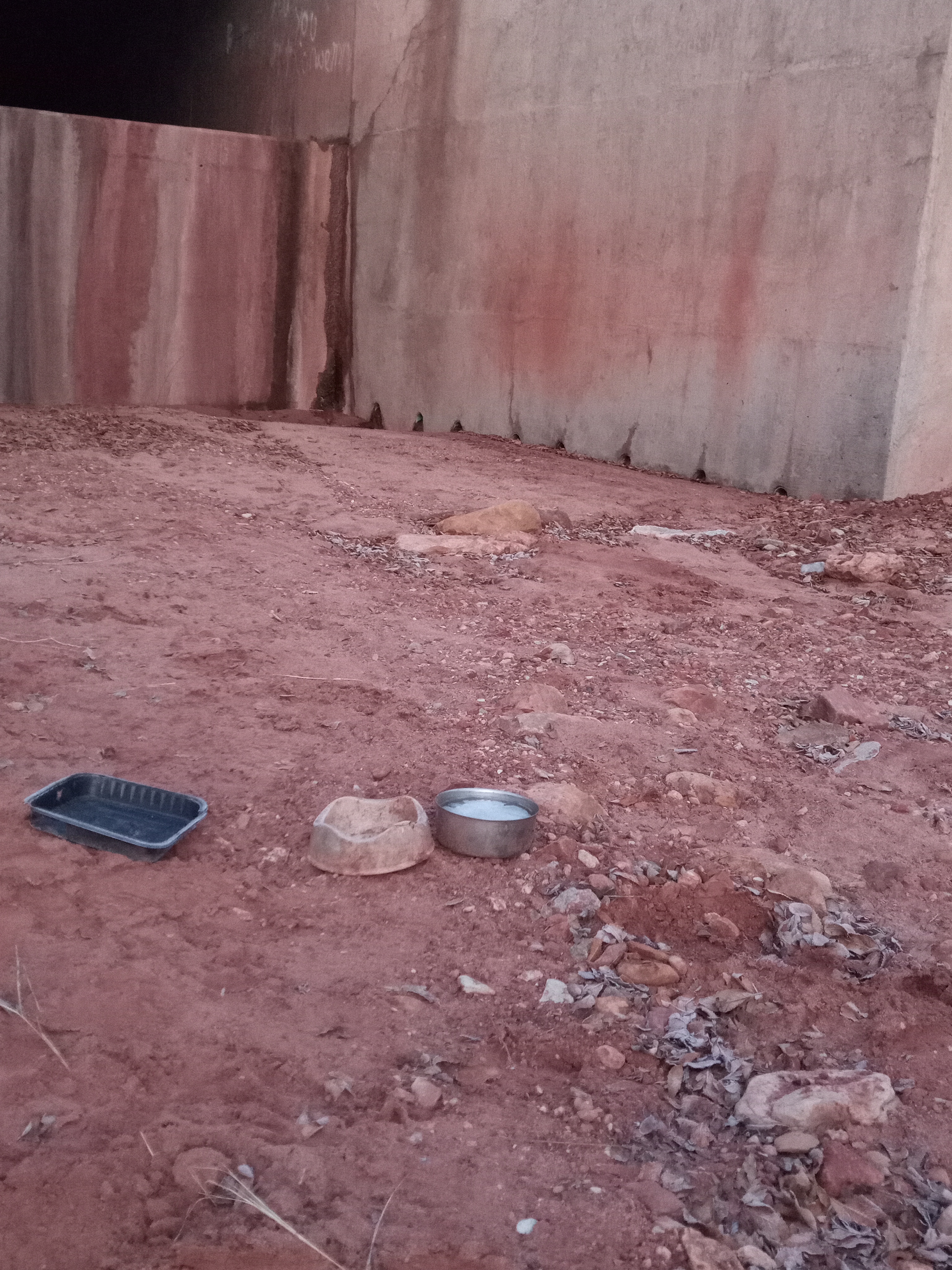 Raw animal camera upload (unprocessed). File: mot-det-20251229-070401.jpg.