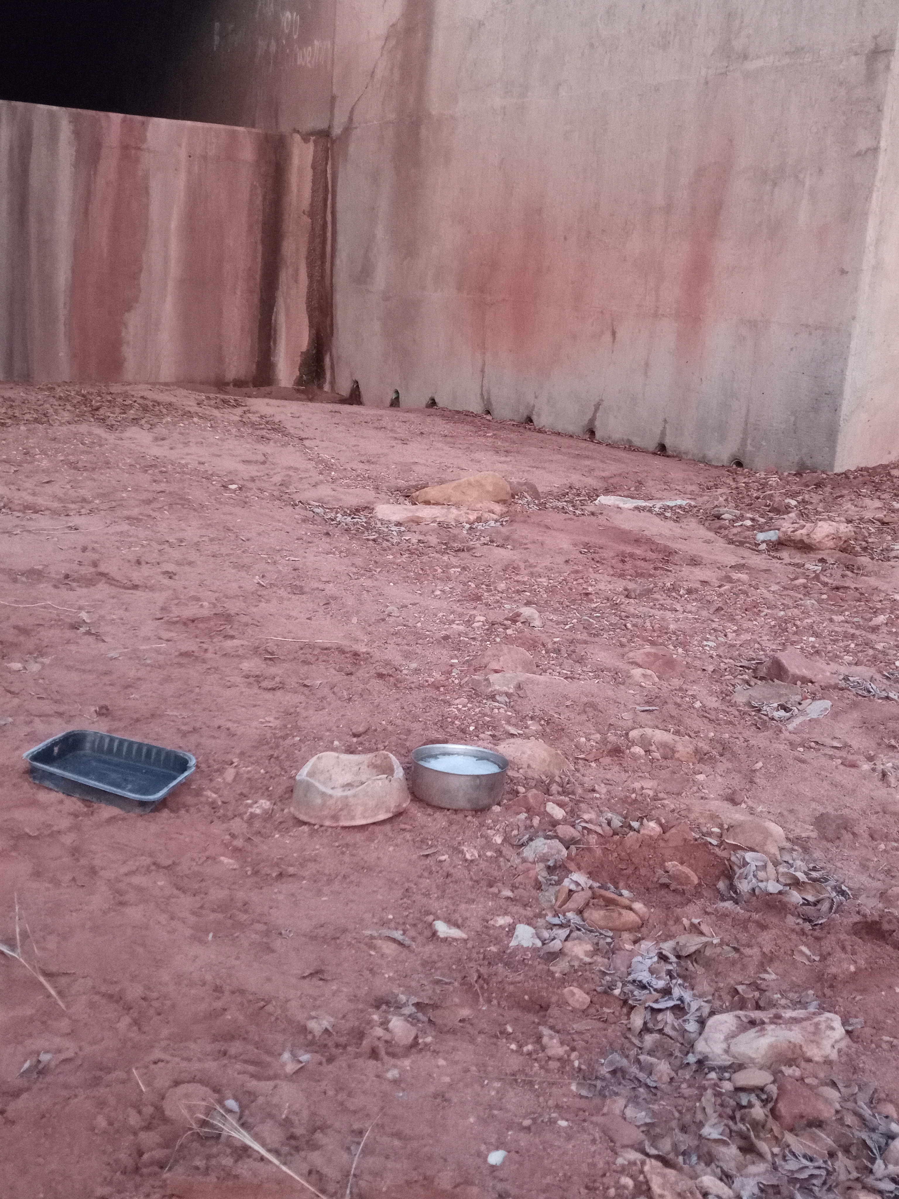 Raw animal camera upload (unprocessed). File: mot-det-20251229-070406.jpg.