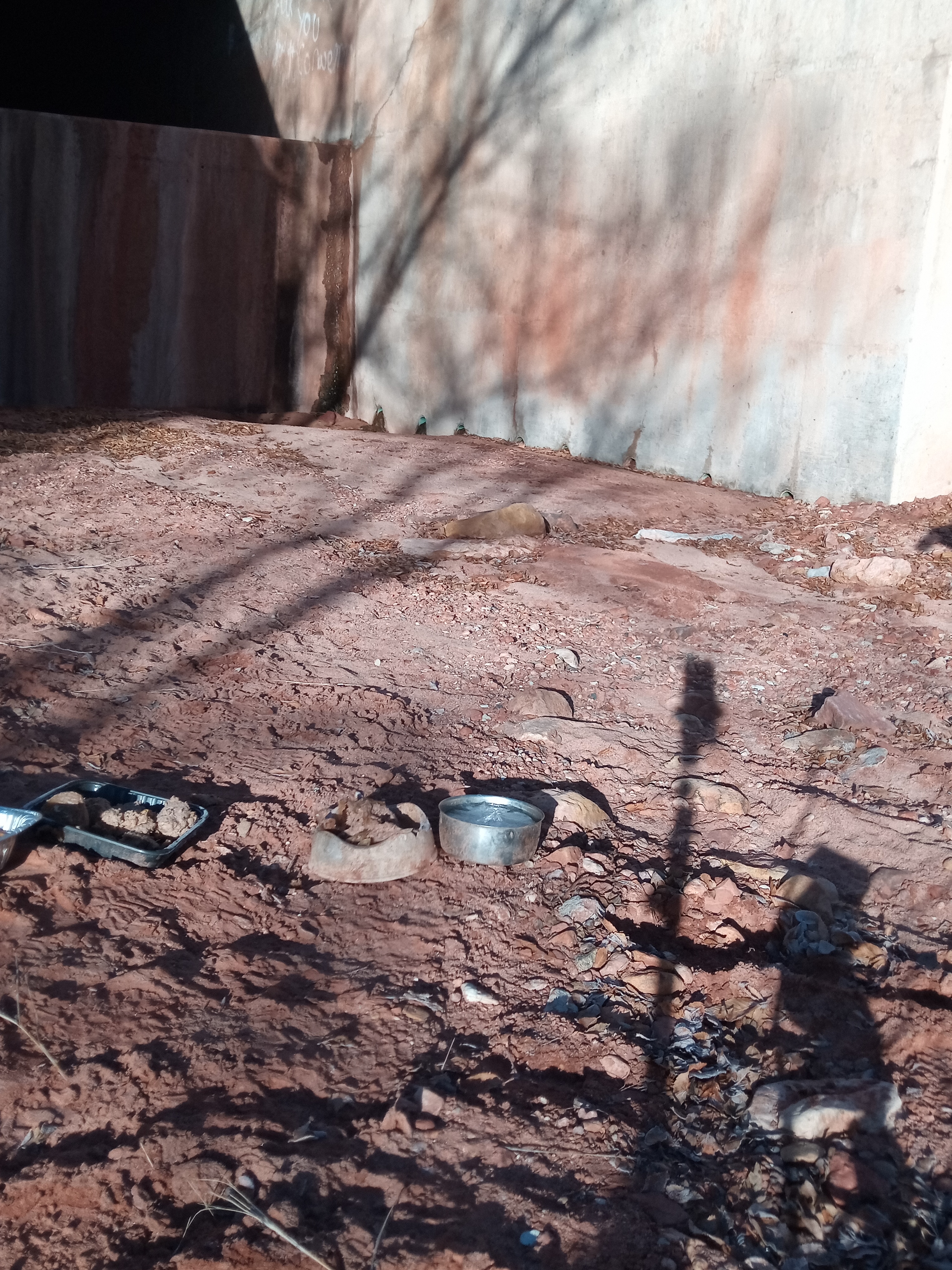 Raw animal camera upload (unprocessed). File: mot-det-20251229-084044.jpg.