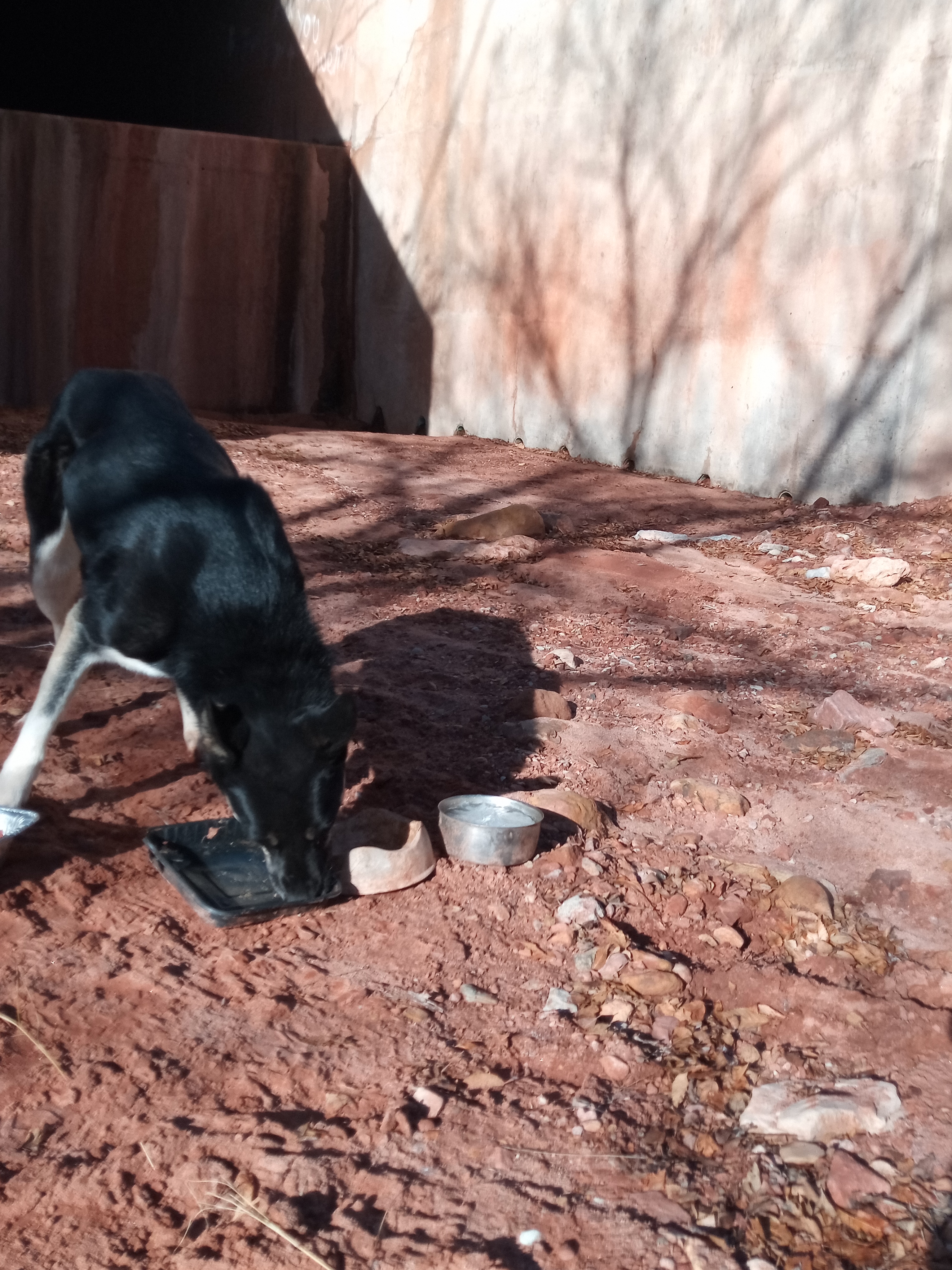 Raw animal camera upload (unprocessed). File: mot-det-20251229-095058.jpg.