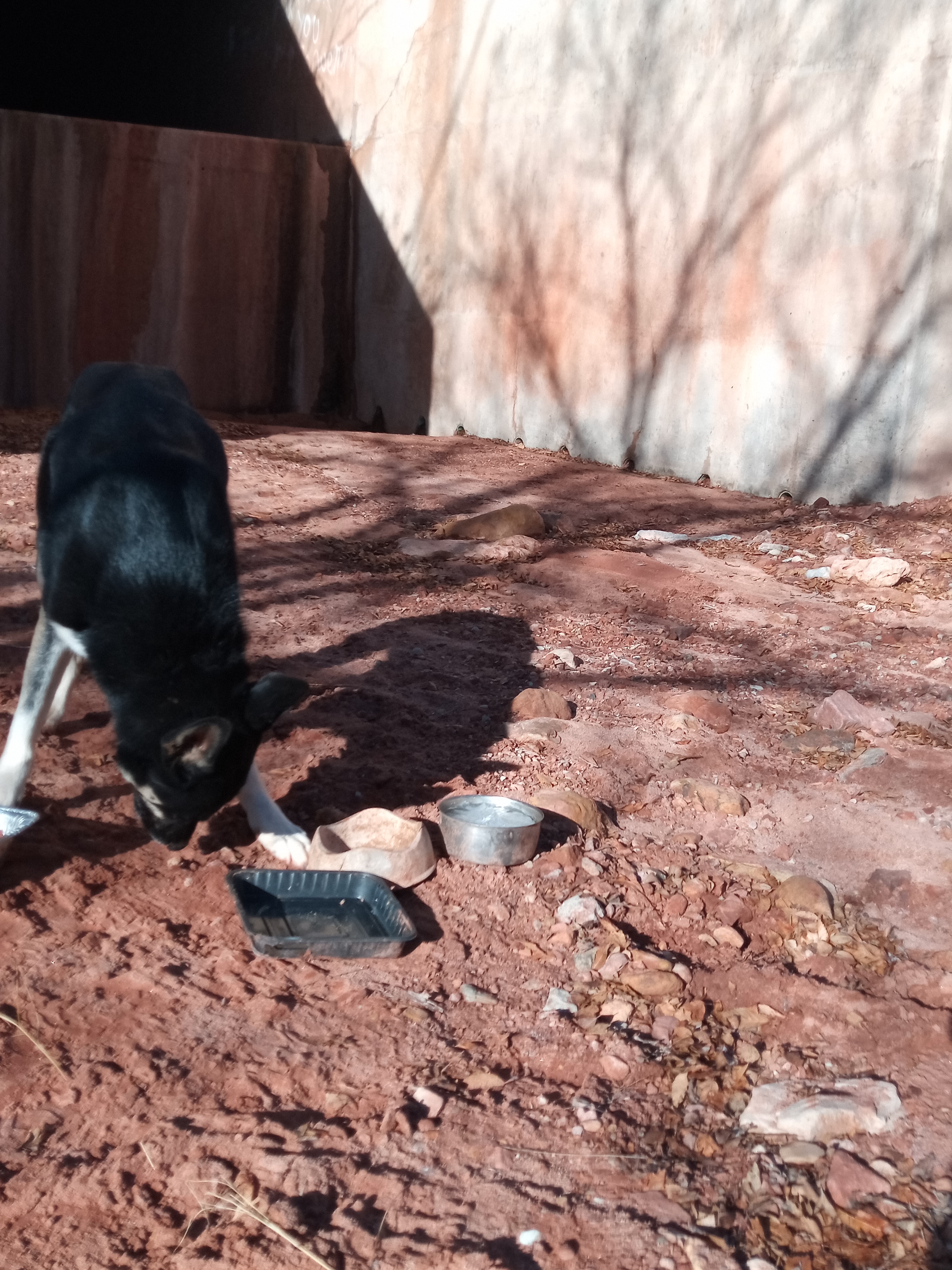 Raw animal camera upload (unprocessed). File: mot-det-20251229-095101.jpg.