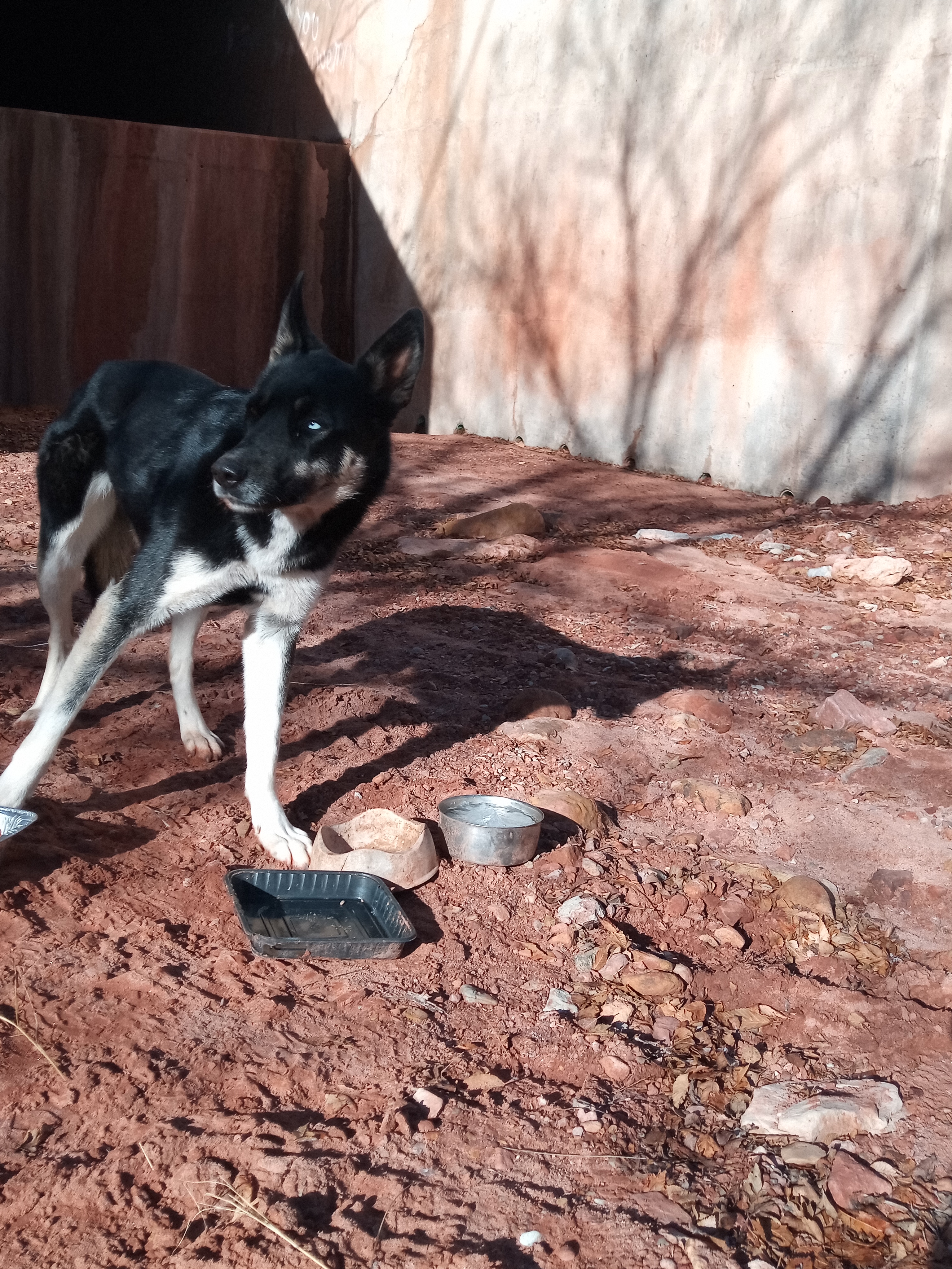 Raw animal camera upload (unprocessed). File: mot-det-20251229-095110.jpg.